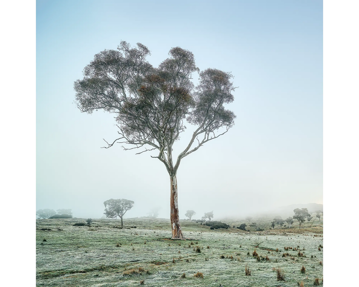 Tree in fog on farm, Googong, New South Wales.