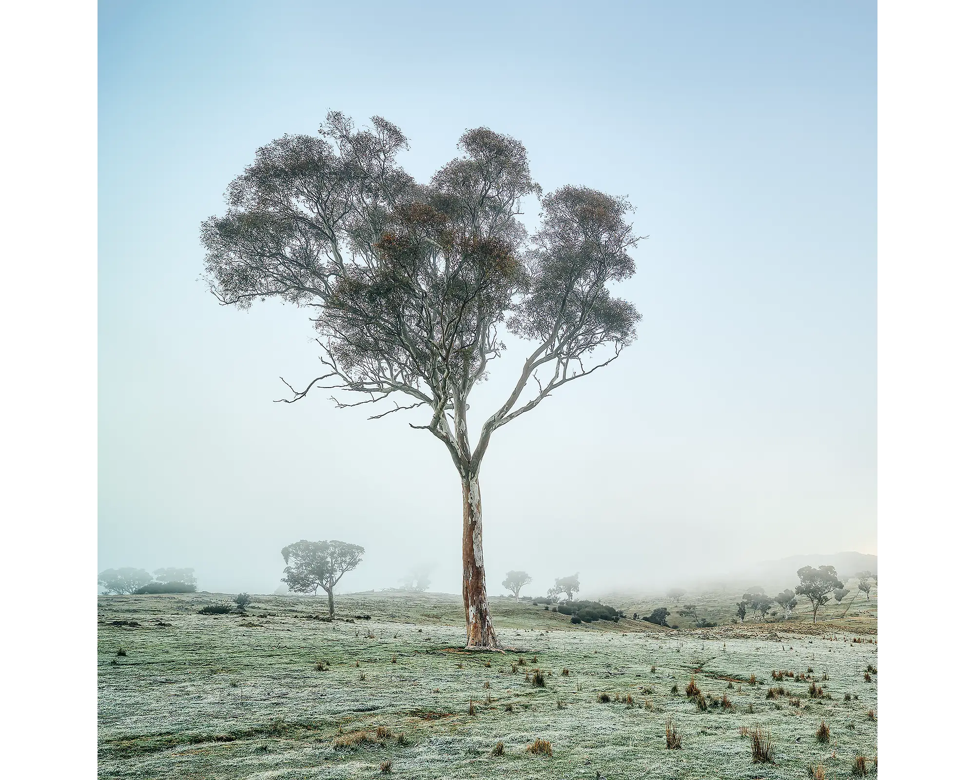 Tree in fog on farm, Googong, New South Wales.