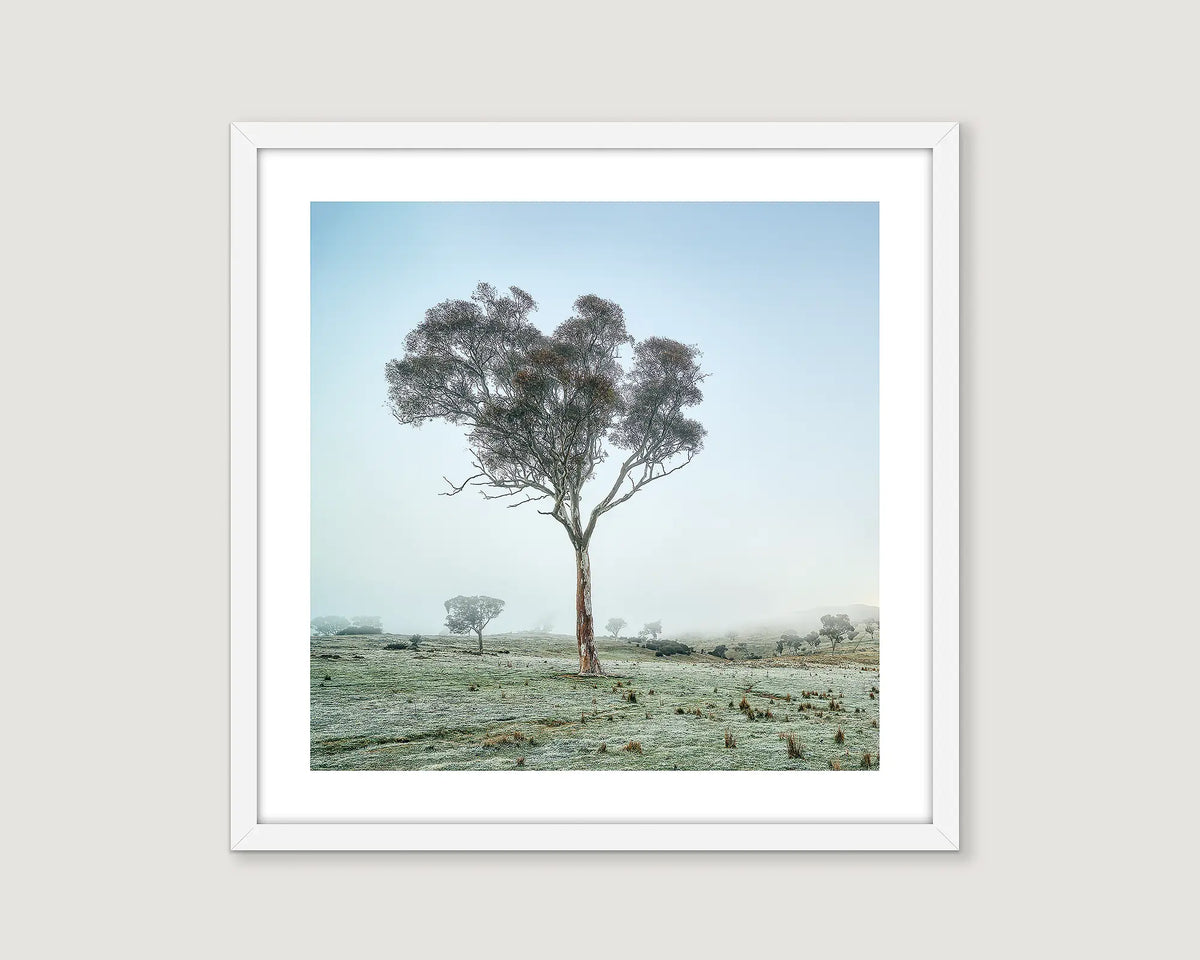 Framed landscape photograph of a gum tree in fog and a blue sky.