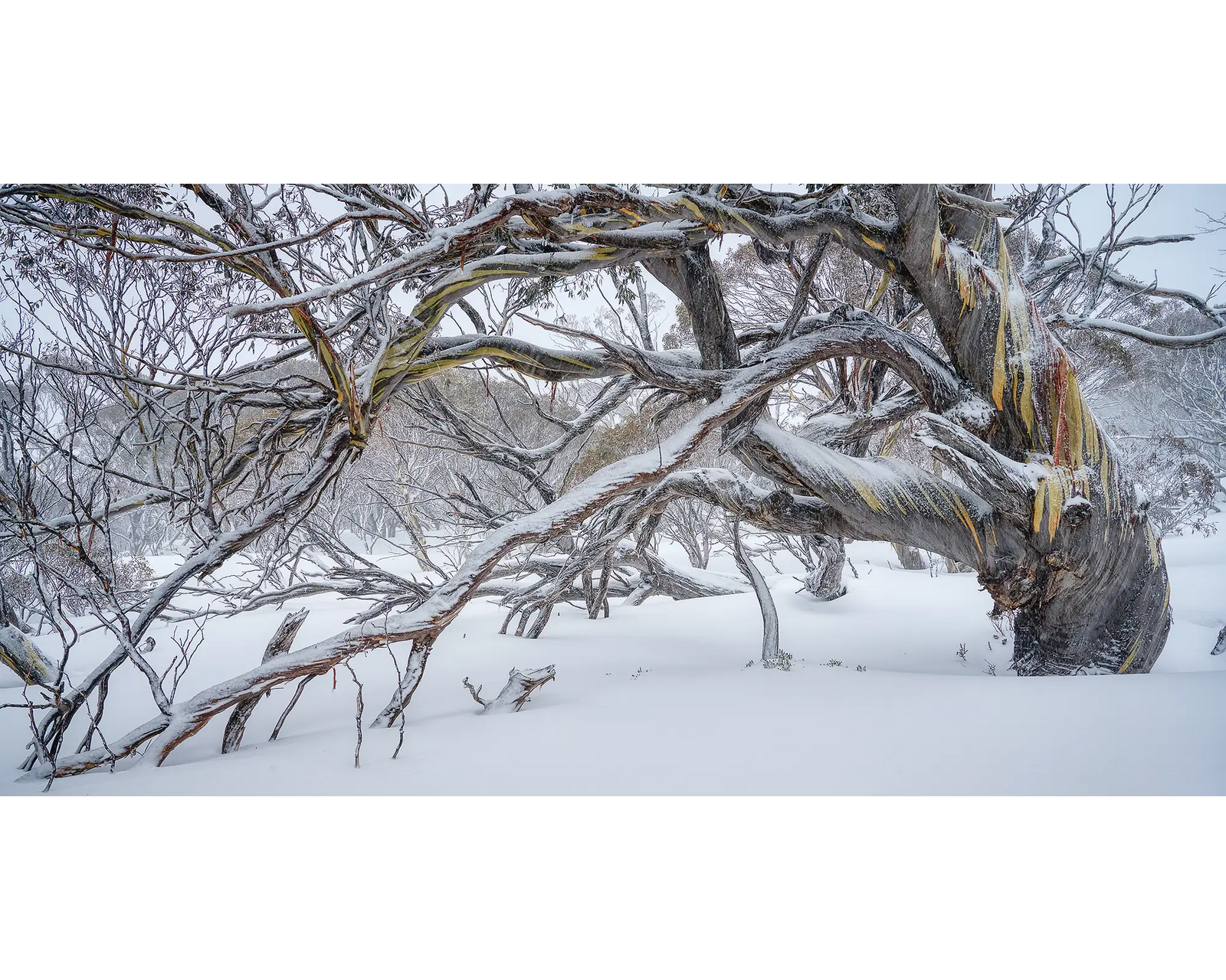 Old Warrior. Ancient Australian snow gum covered in snow, Kosciuszko National Park.