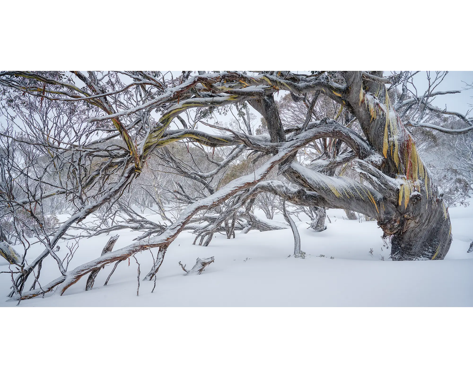 Old Warrior. Ancient Australian snow gum covered in snow, Kosciuszko National Park.