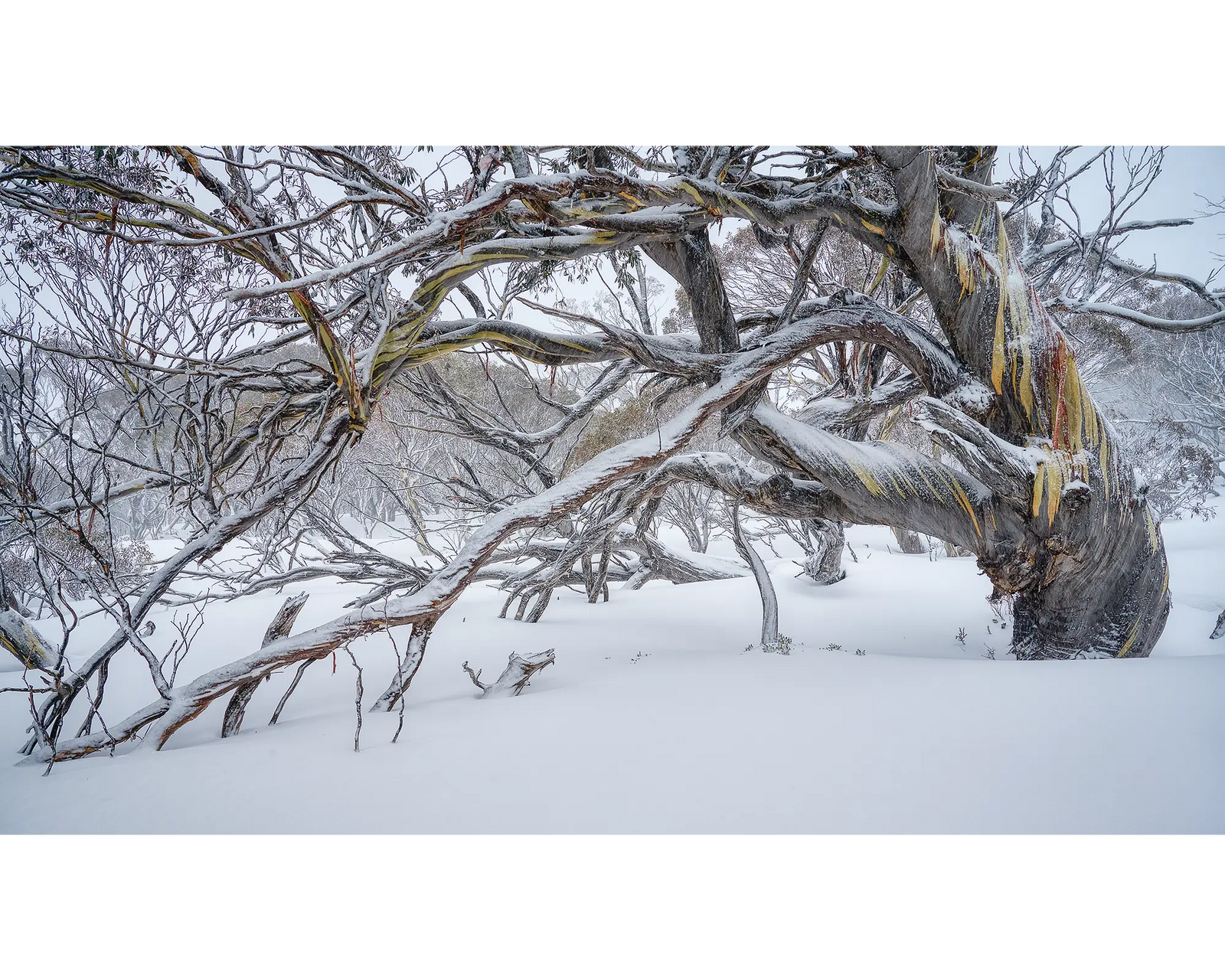 Old Warrior. Ancient snow gum in snow, Kosciuszko National Park.