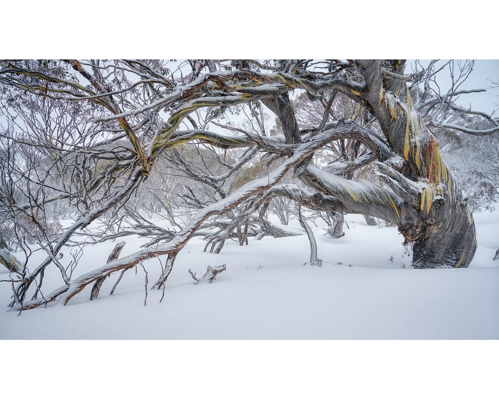 Old Warrior. Ancient snow gum in snow, Kosciuszko National Park.