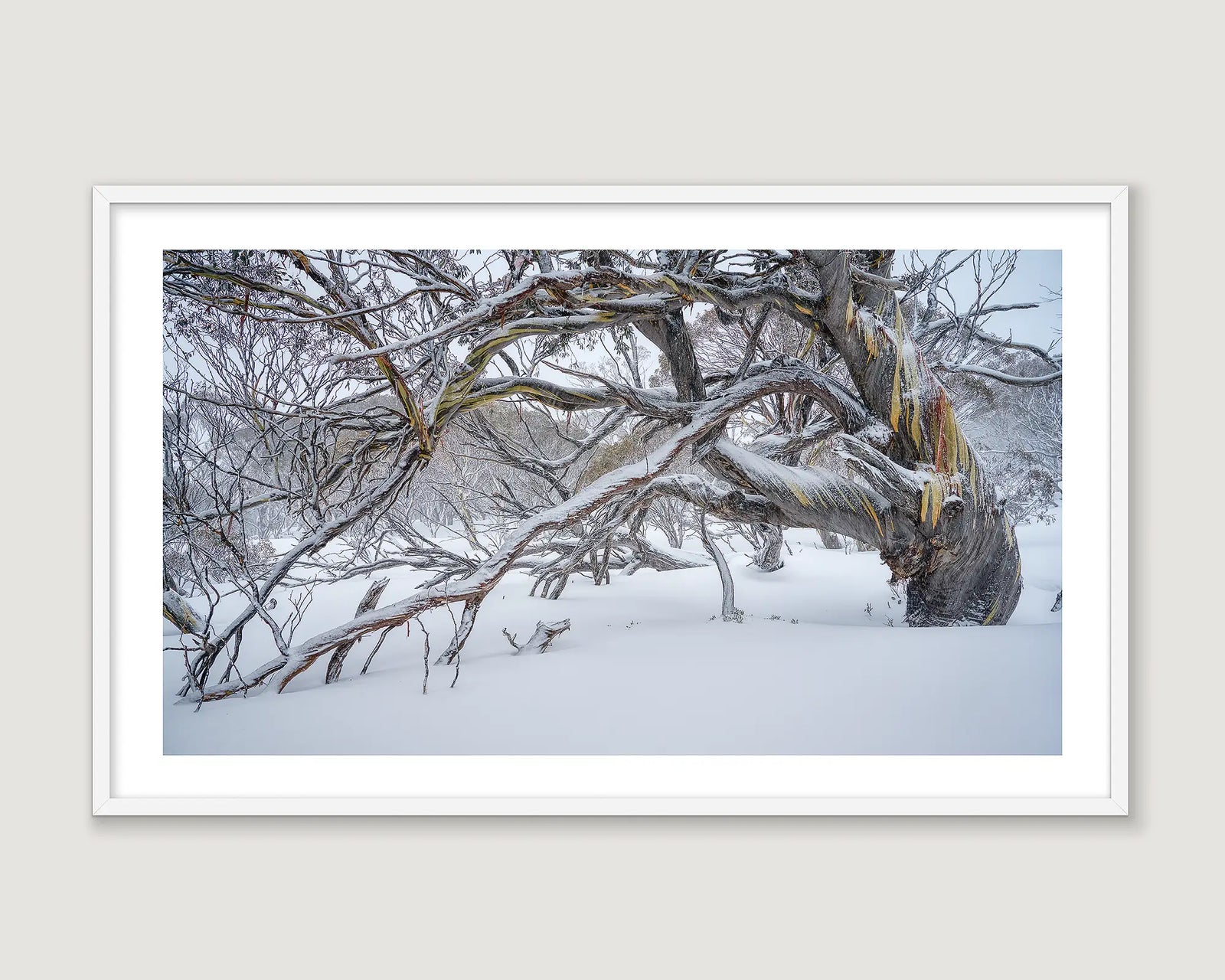 Framed photograph of an ancient snow gum tree in snow.