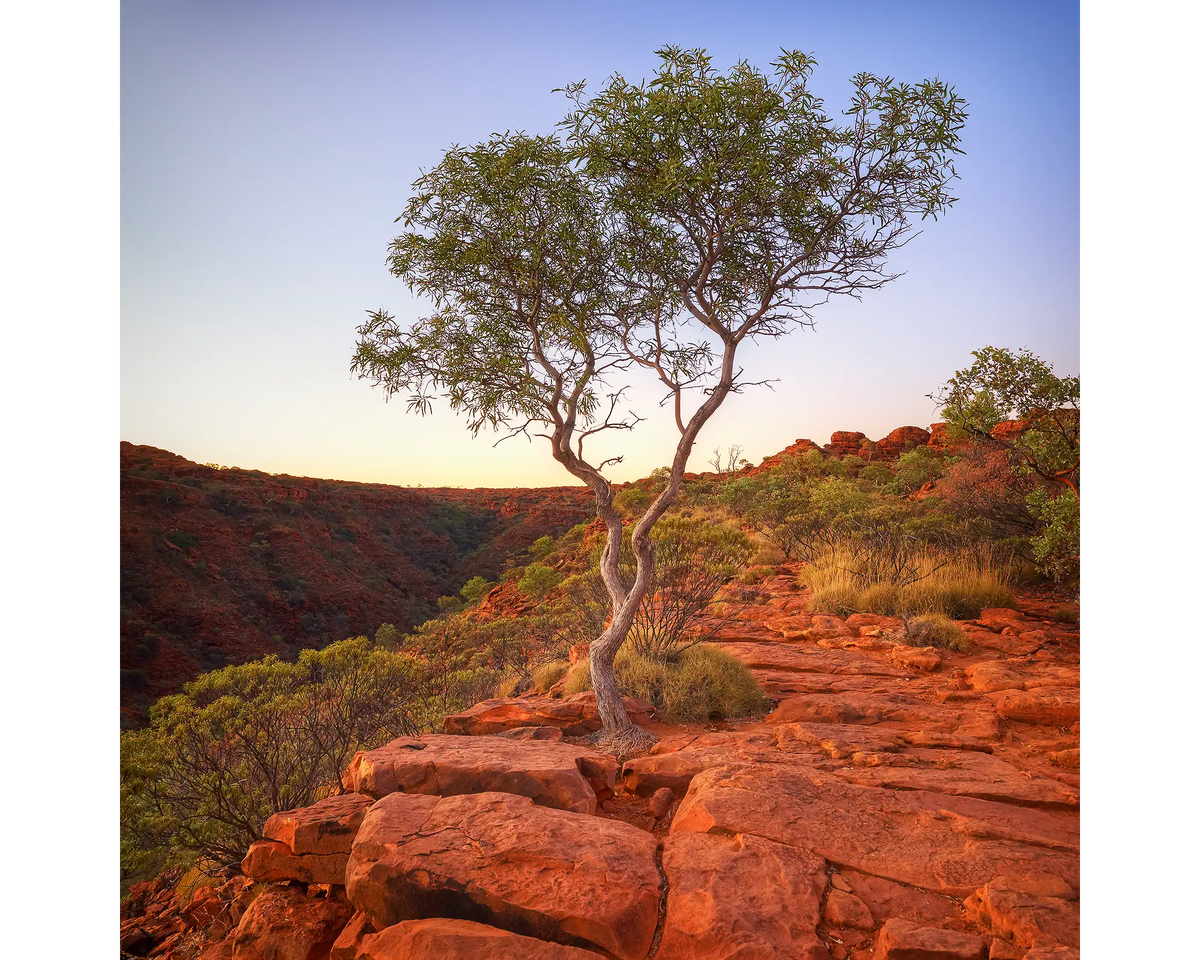 On The Edge. Tree growing in crack, Watarrka National Park, Northern Territory, Australia.
