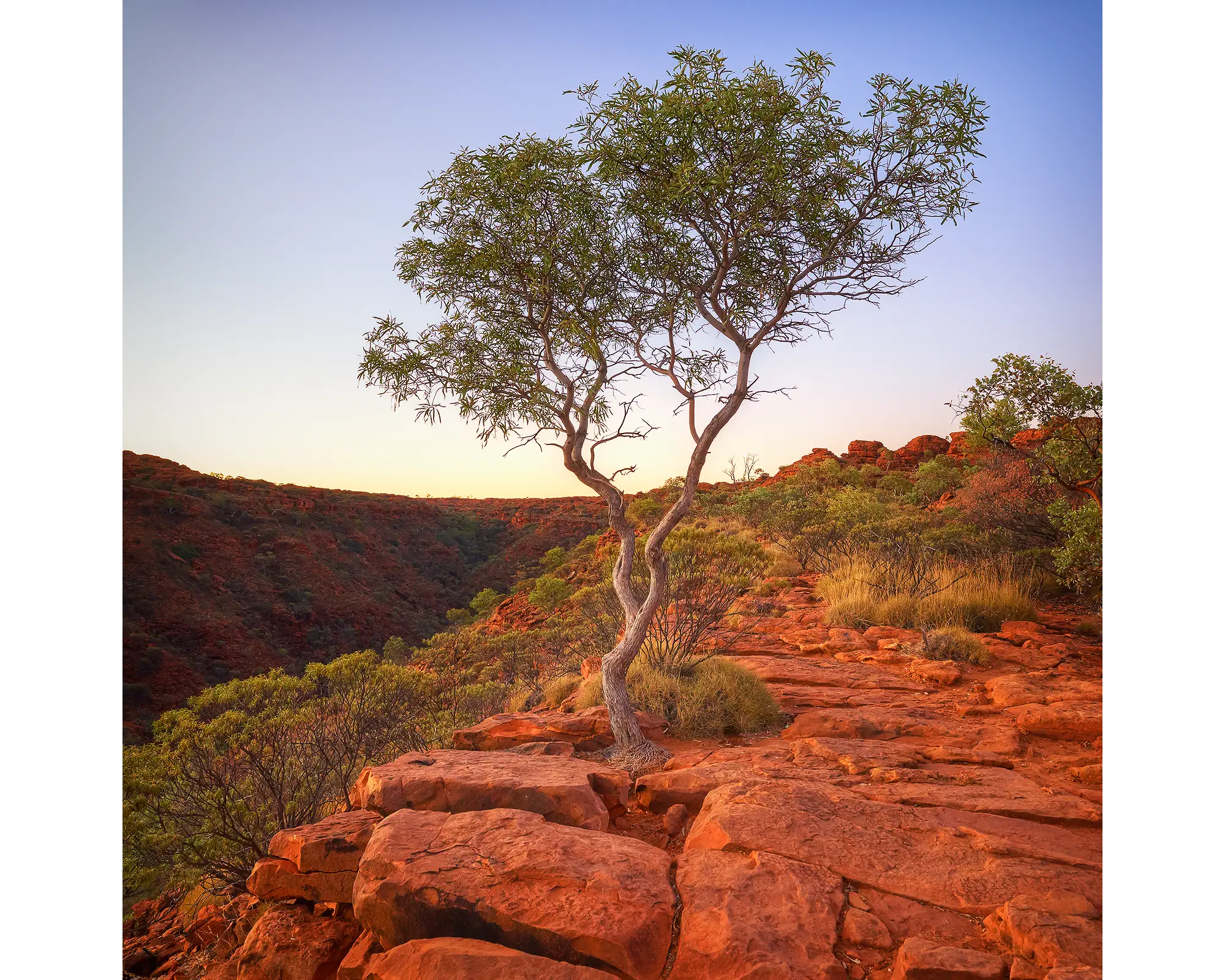 On The Edge. Tree growing in crack, Watarrka National Park, Northern Territory, Australia.