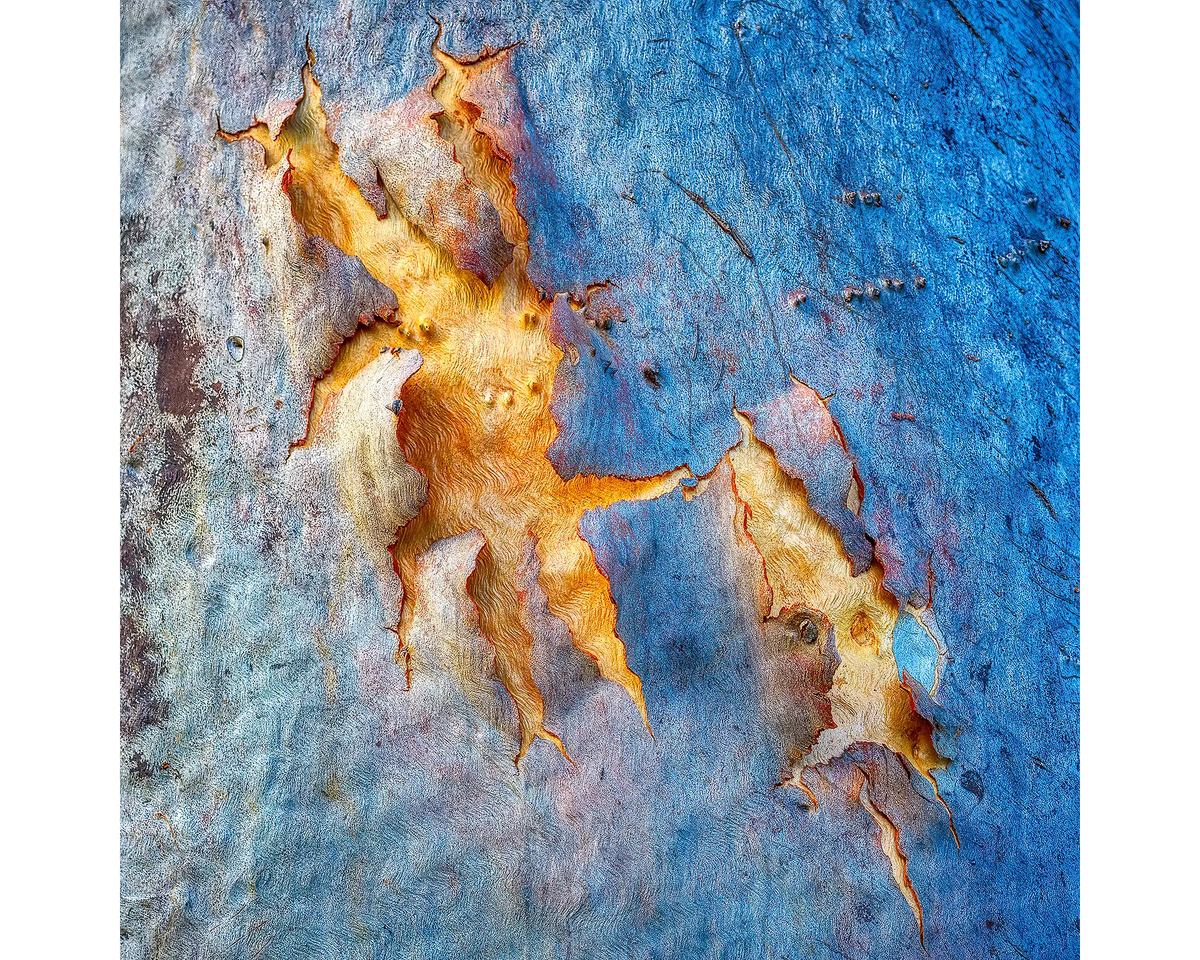 Gum tree bark on tree at Hayman Island, Queensland.