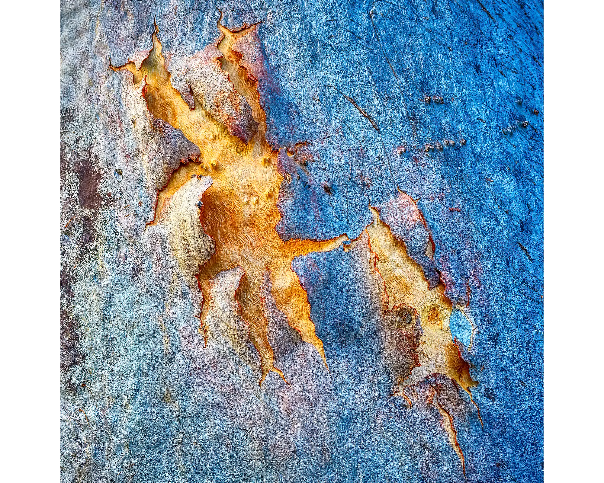 Gum tree bark on tree at Hayman Island, Queensland.