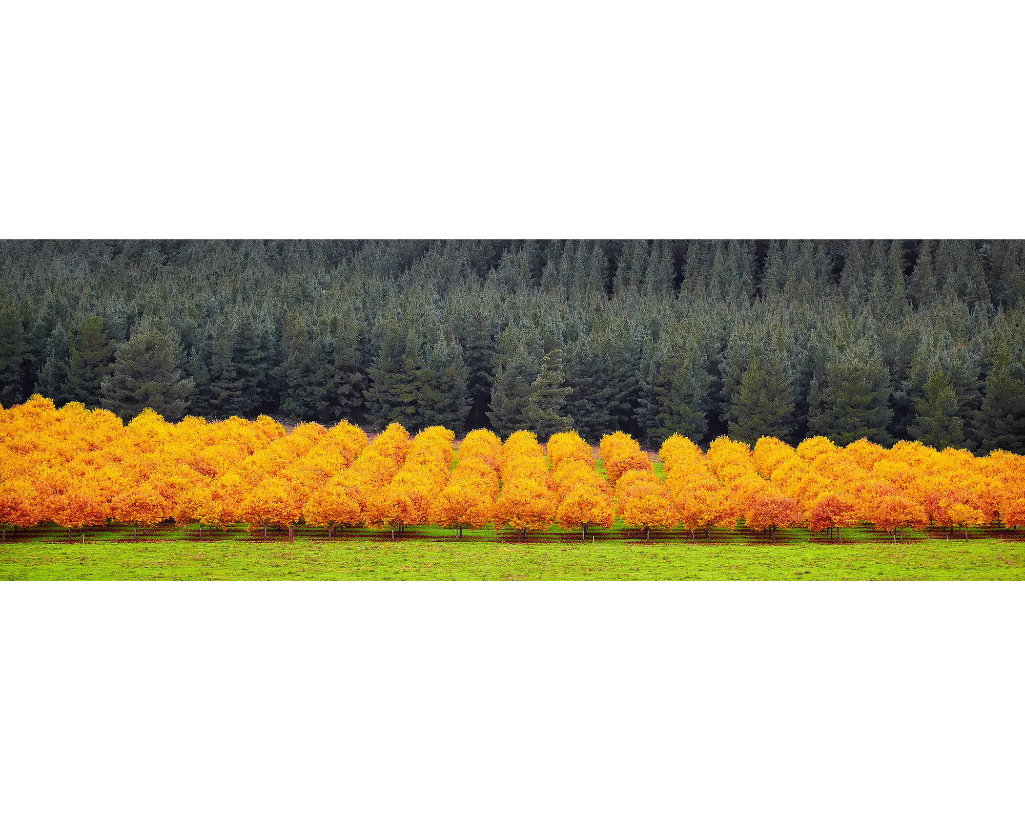 Orange rows of autumn trees against pine forest, Alpine Shire, Vicotria, Australia.