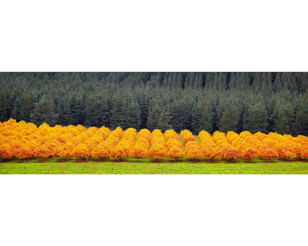 Orange Rows Of Trees. Orange Autumn Trees. Alpine Shire. Wall Art.