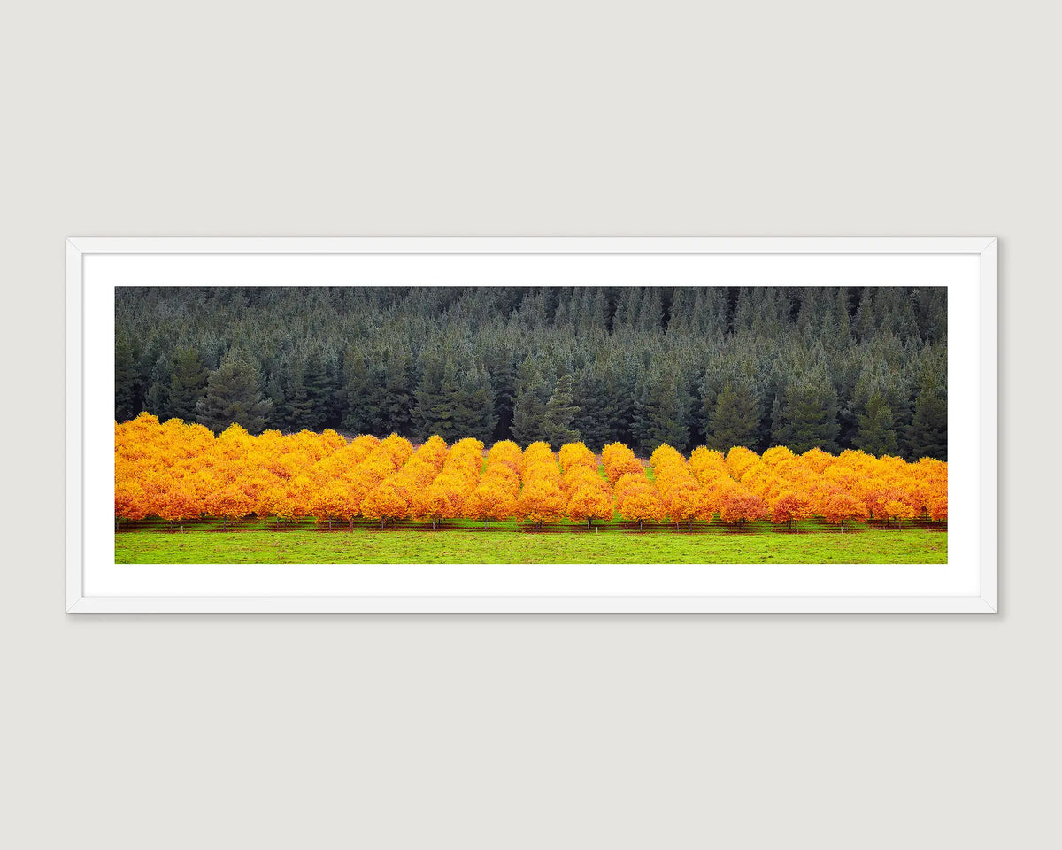 Framed landscape photograph of orange trees on green grass.