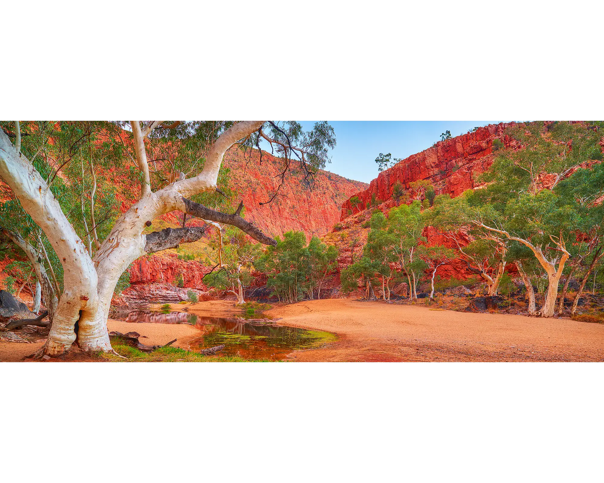 Ormiston Sanctuary. Ghost Gum beside river, Ormiston Gorge, West MacDonnell Ranges, Central Australia.