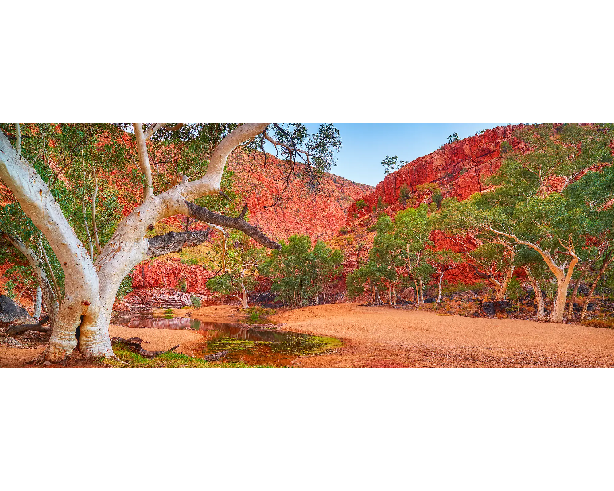 Ormiston Sanctuary. Ghost Gum beside river, Ormiston Gorge, West MacDonnell Ranges, Central Australia.