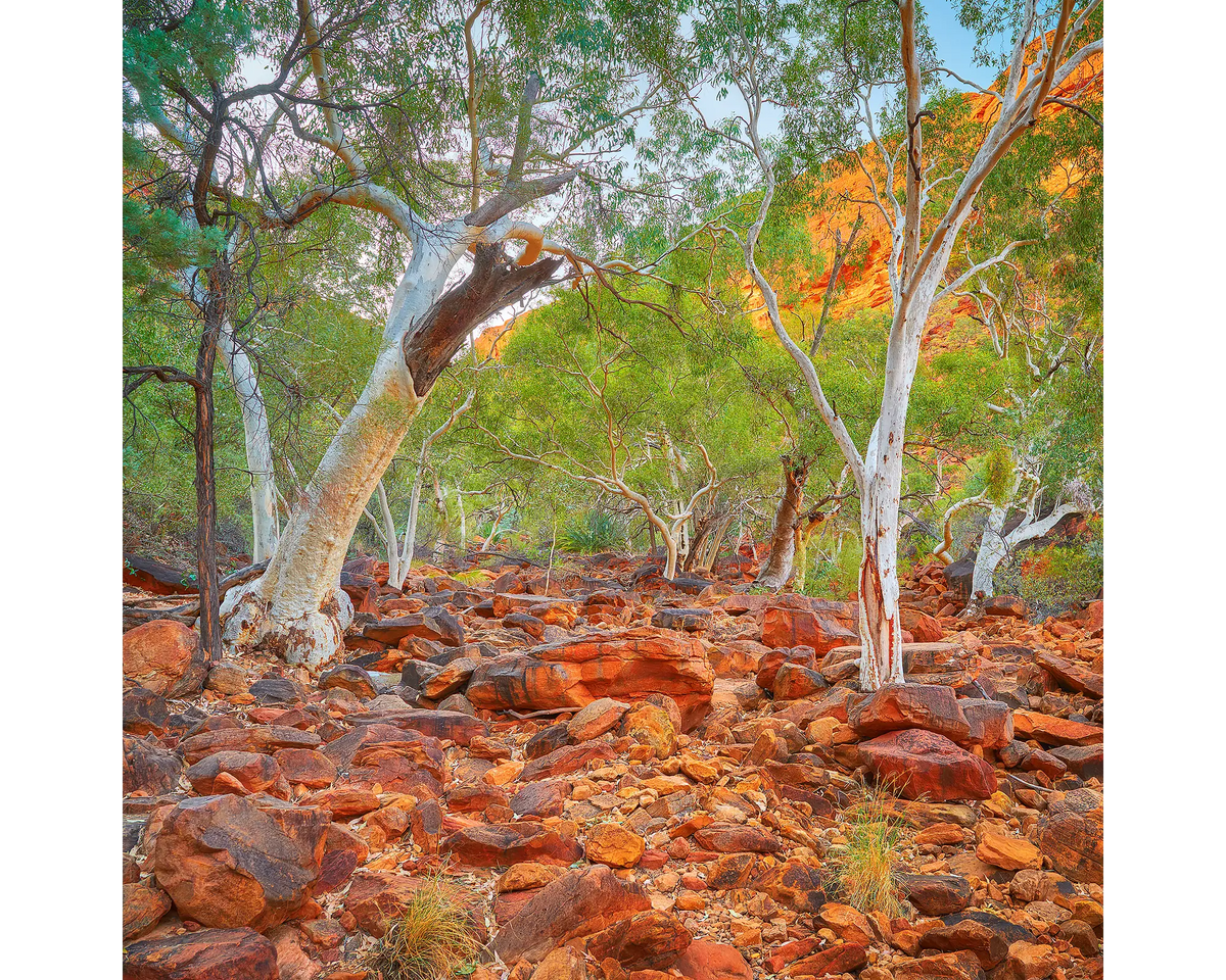 Outback Sanctuary. Gum trees in Kings Canyon, Northern Territory.