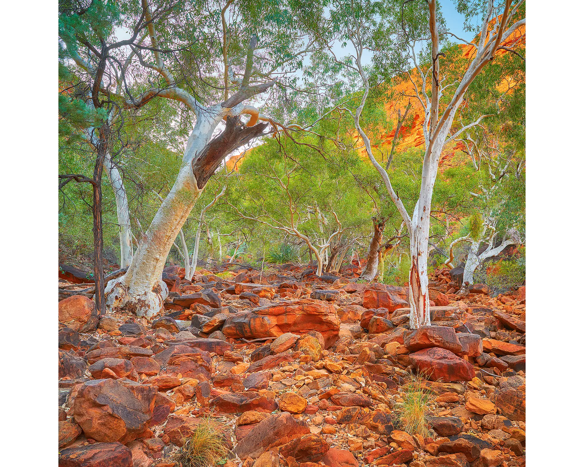 Outback Sanctuary. Gum trees in Kings Canyon, Northern Territory.