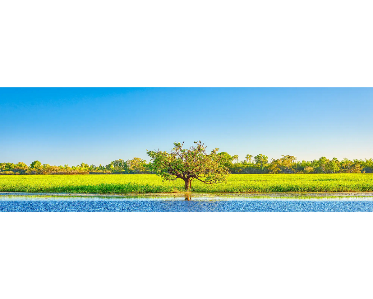 Outlier - single tree amongst Yellow Water (Ngurrungurrudjba) wetlands, Kakadu National Park, Northern Territory, Australia.