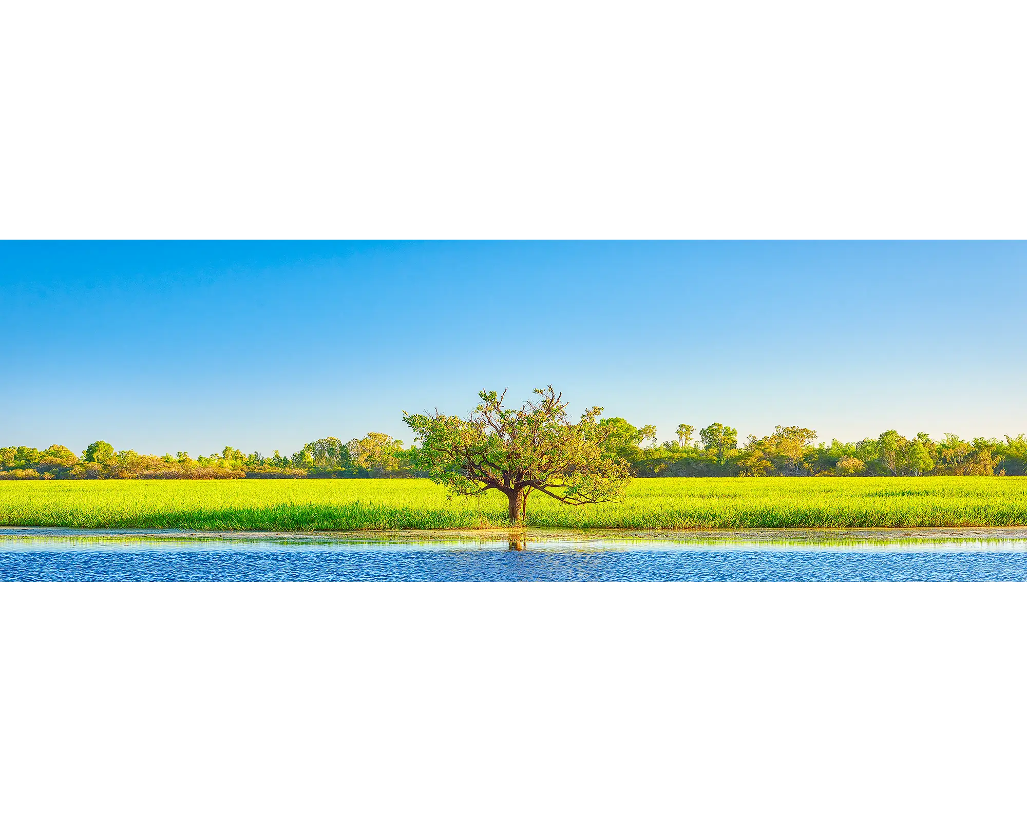 Outlier - single tree amongst Yellow Water (Ngurrungurrudjba) wetlands, Kakadu National Park, Northern Territory, Australia.