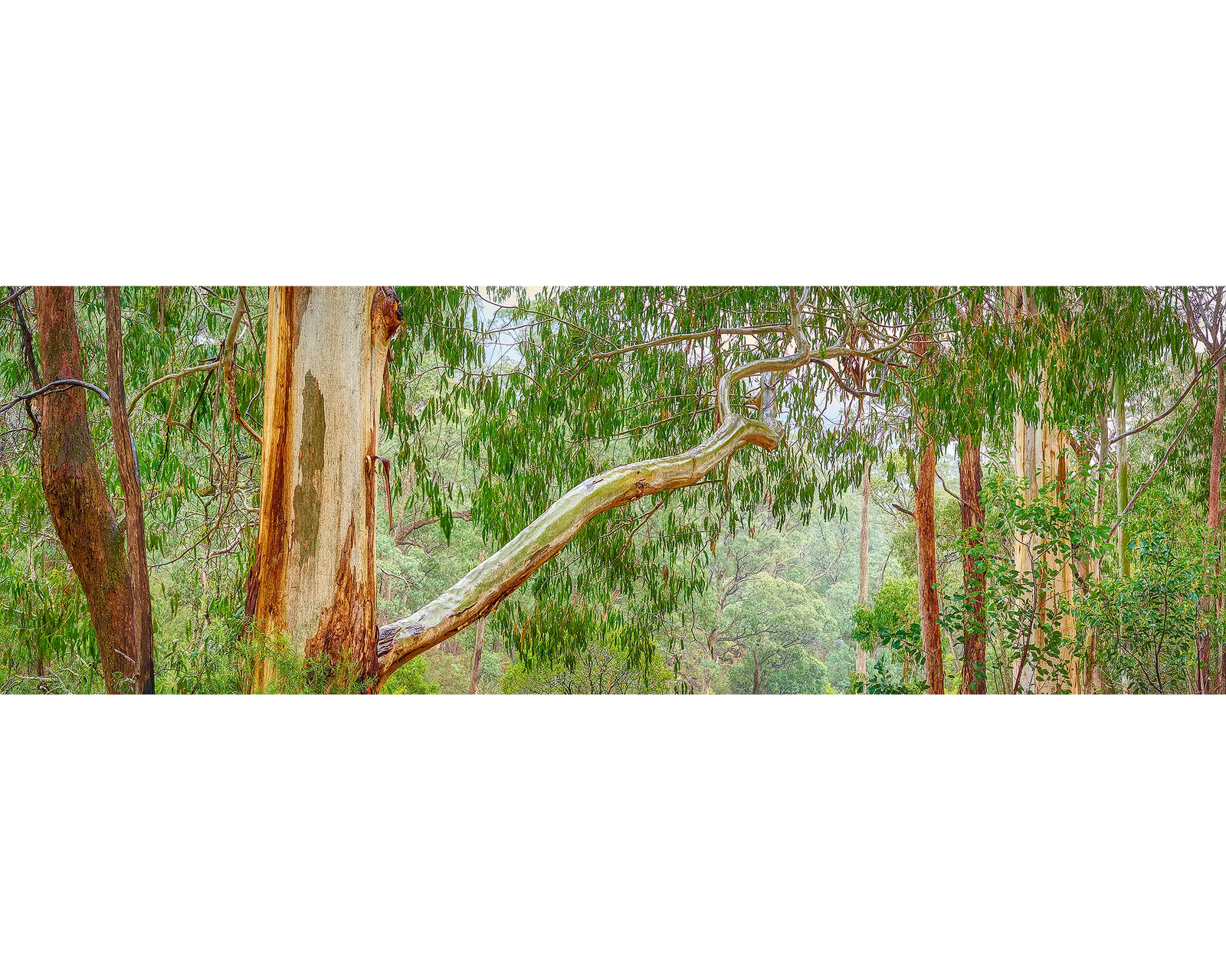 Outreach - Gum tree branch, Mount Buffalo National Park, Victoria.