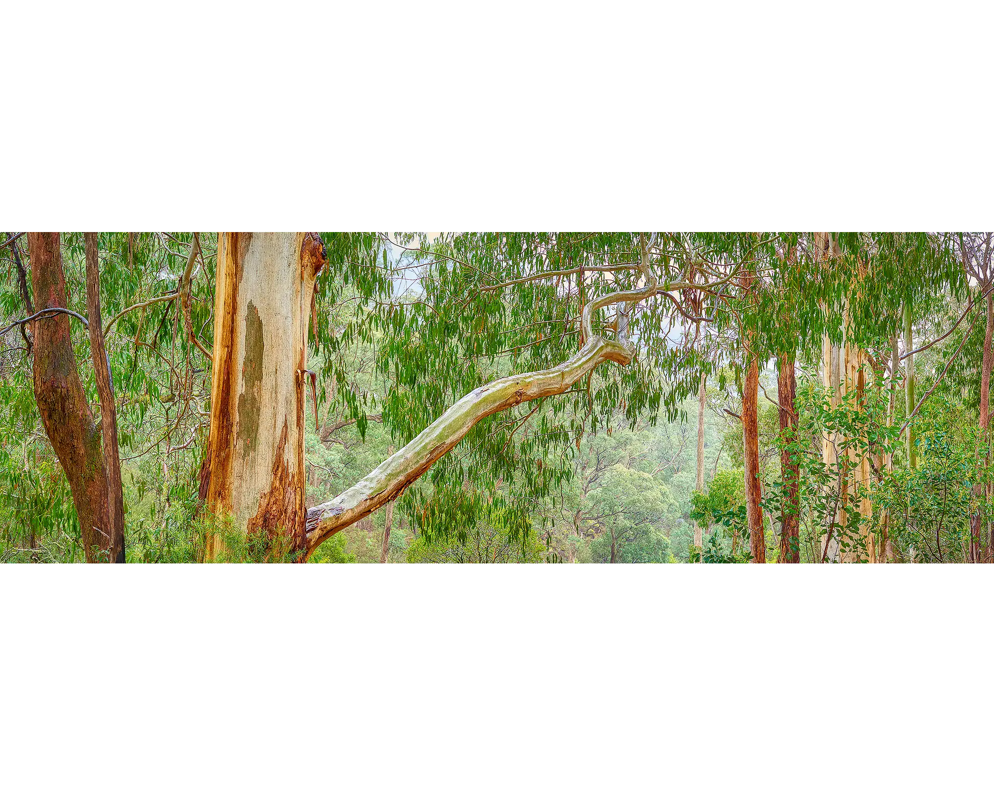 Outreach - Gum tree branch, Mount Buffalo National Park, Victoria.