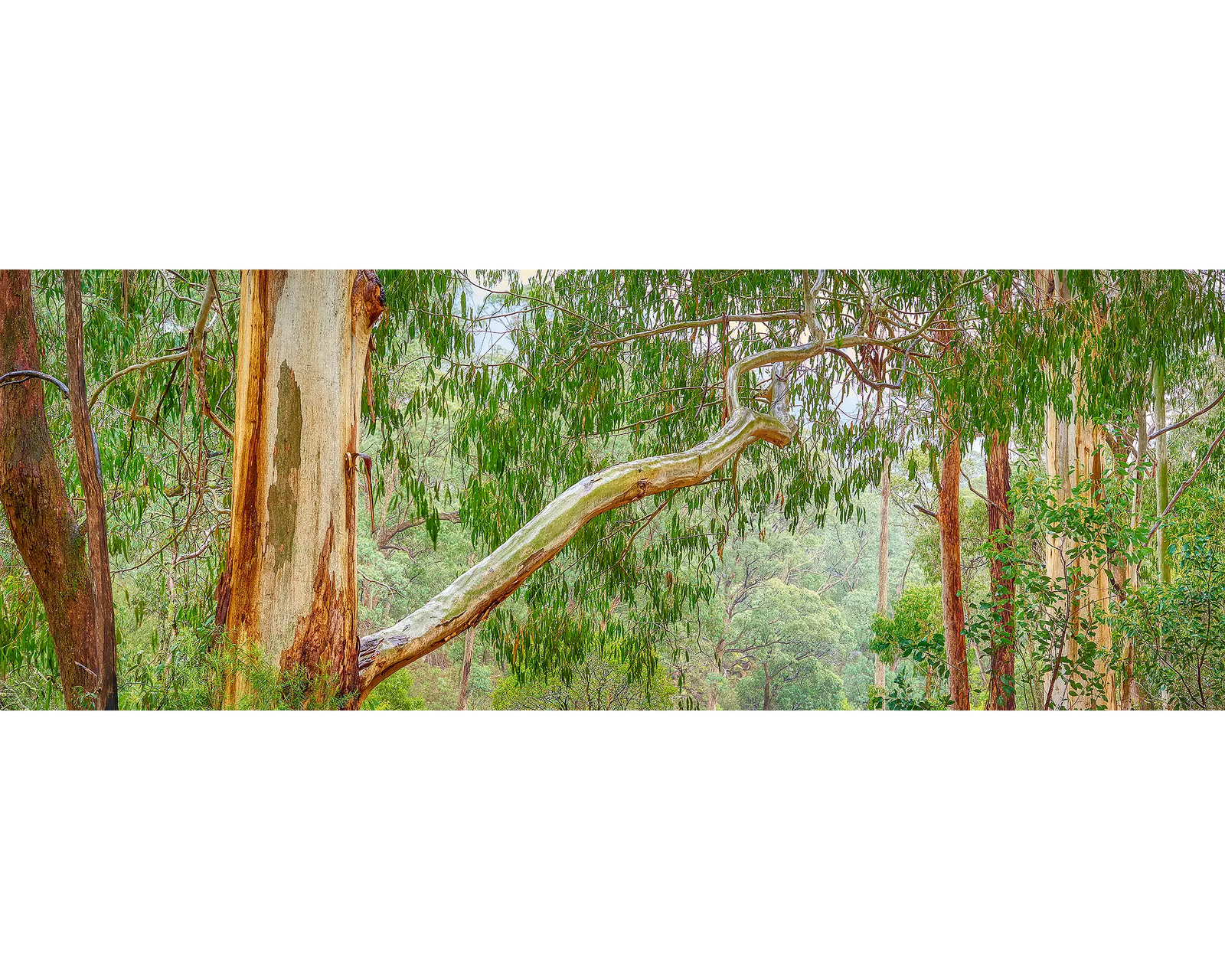 Gum tree forest at Mount Buffalo, Mount Buffalo National Park, Victoria. 
