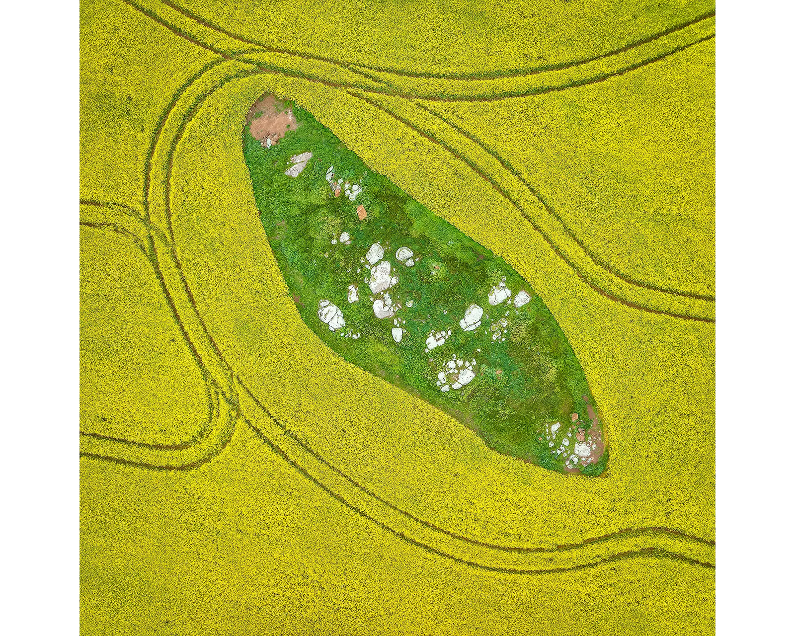 Pathways acrylic block - aerial view of canola fields in Junee Shire, NSW. 