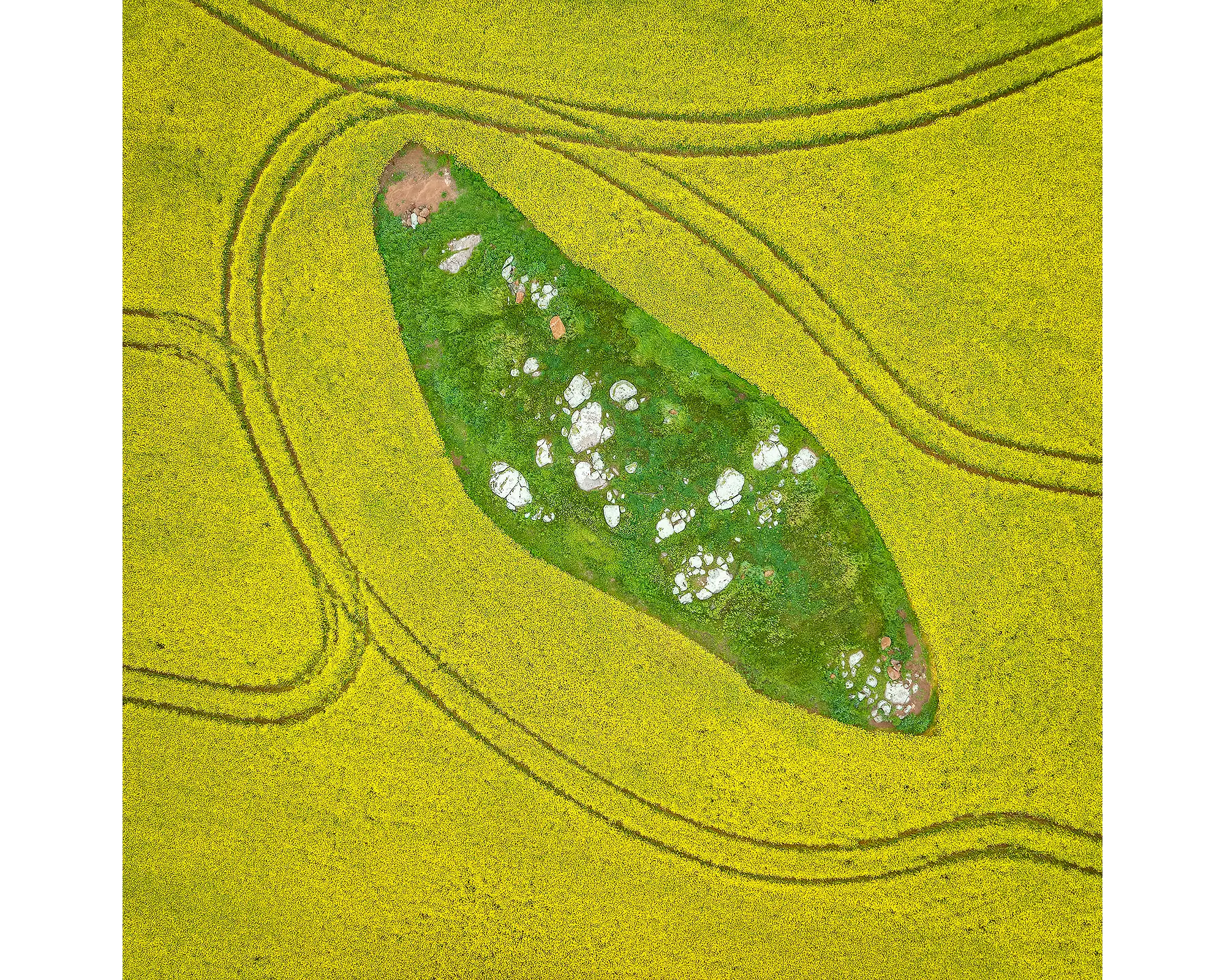 Canola field from above, Junee Shire, New South Wales.