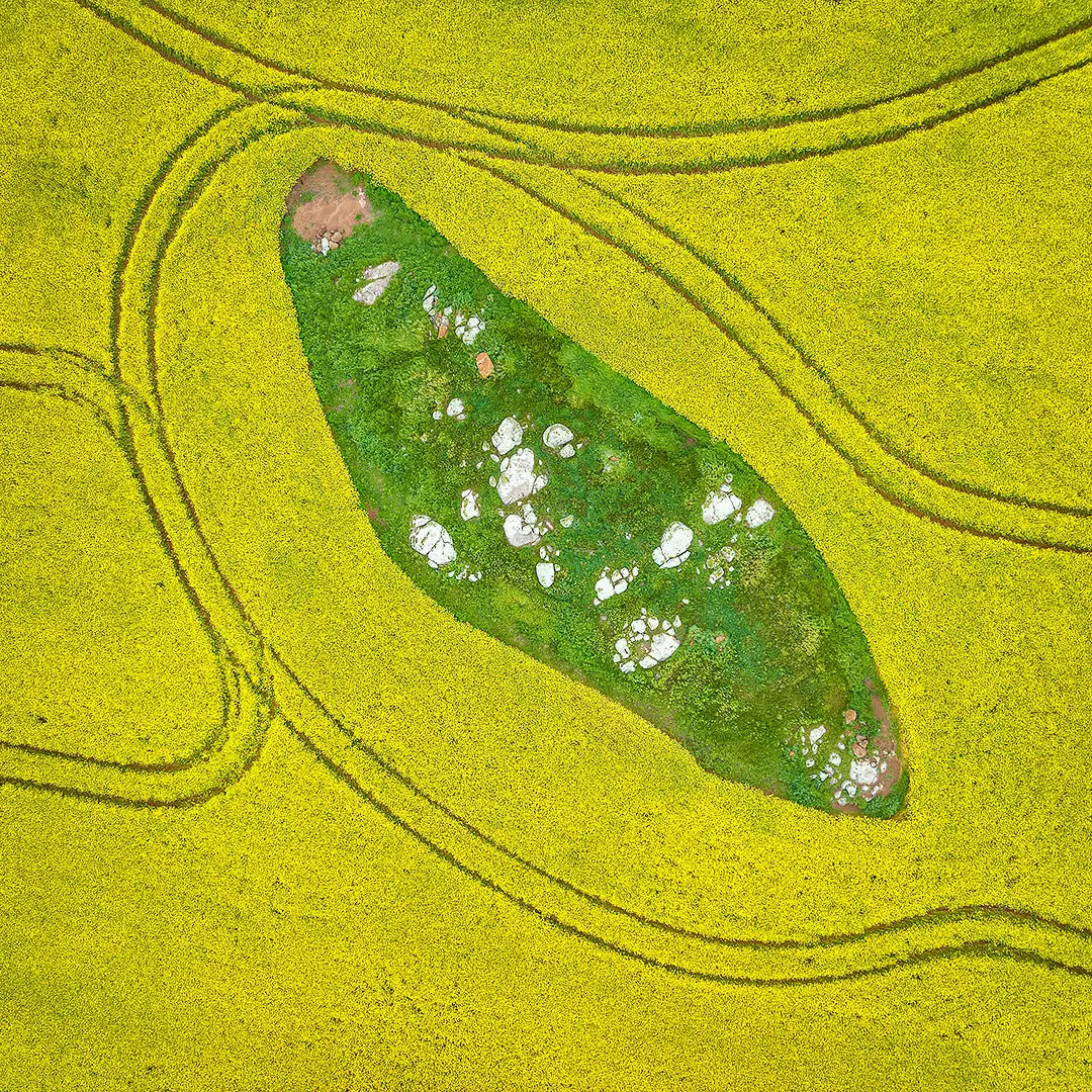 Pathways - Canola field, Junee Shire, New South Wales