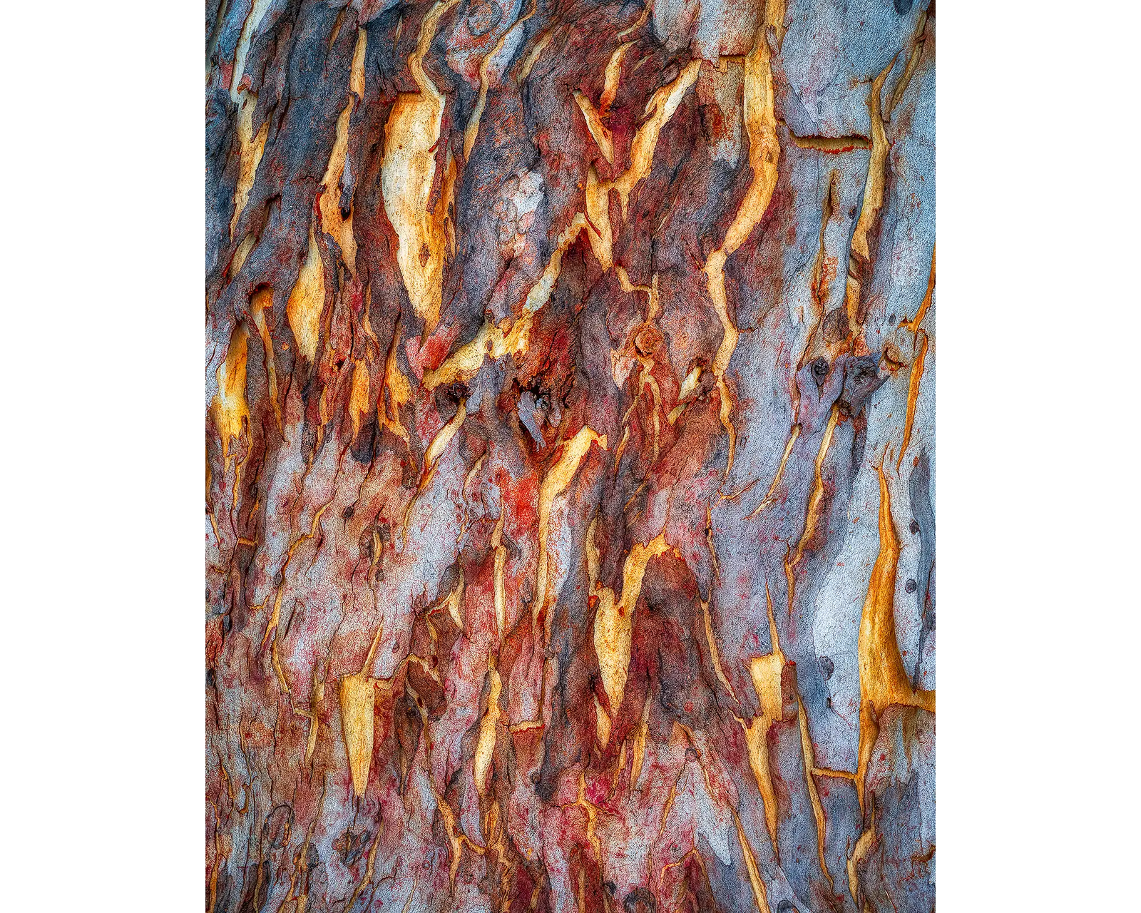 Peeling acyrlic block - abstract gum tree bark artwork. 