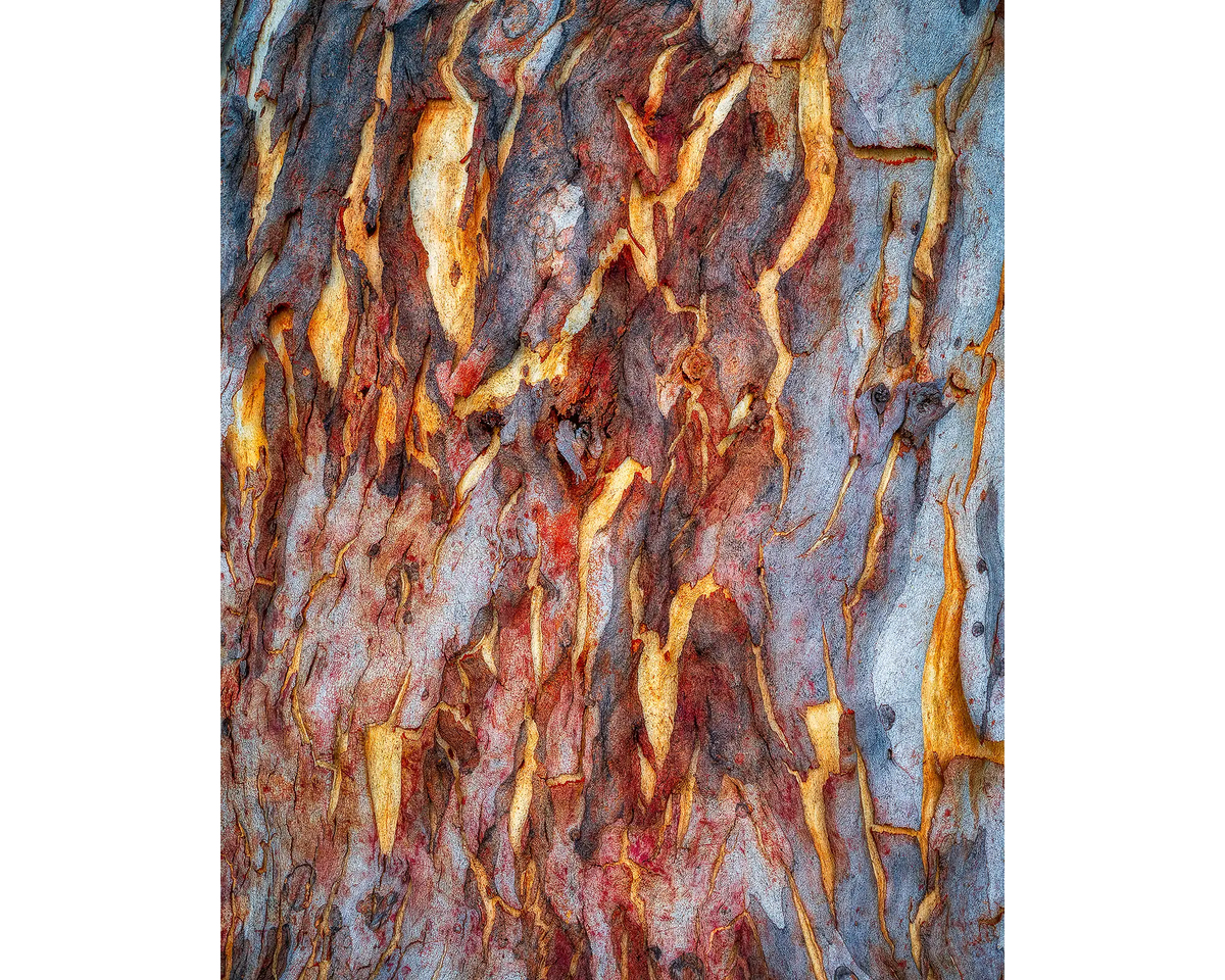 Peeling gum tree bark, Farrer Ridge, Canberra Nature Park, Australian Capital Territory.