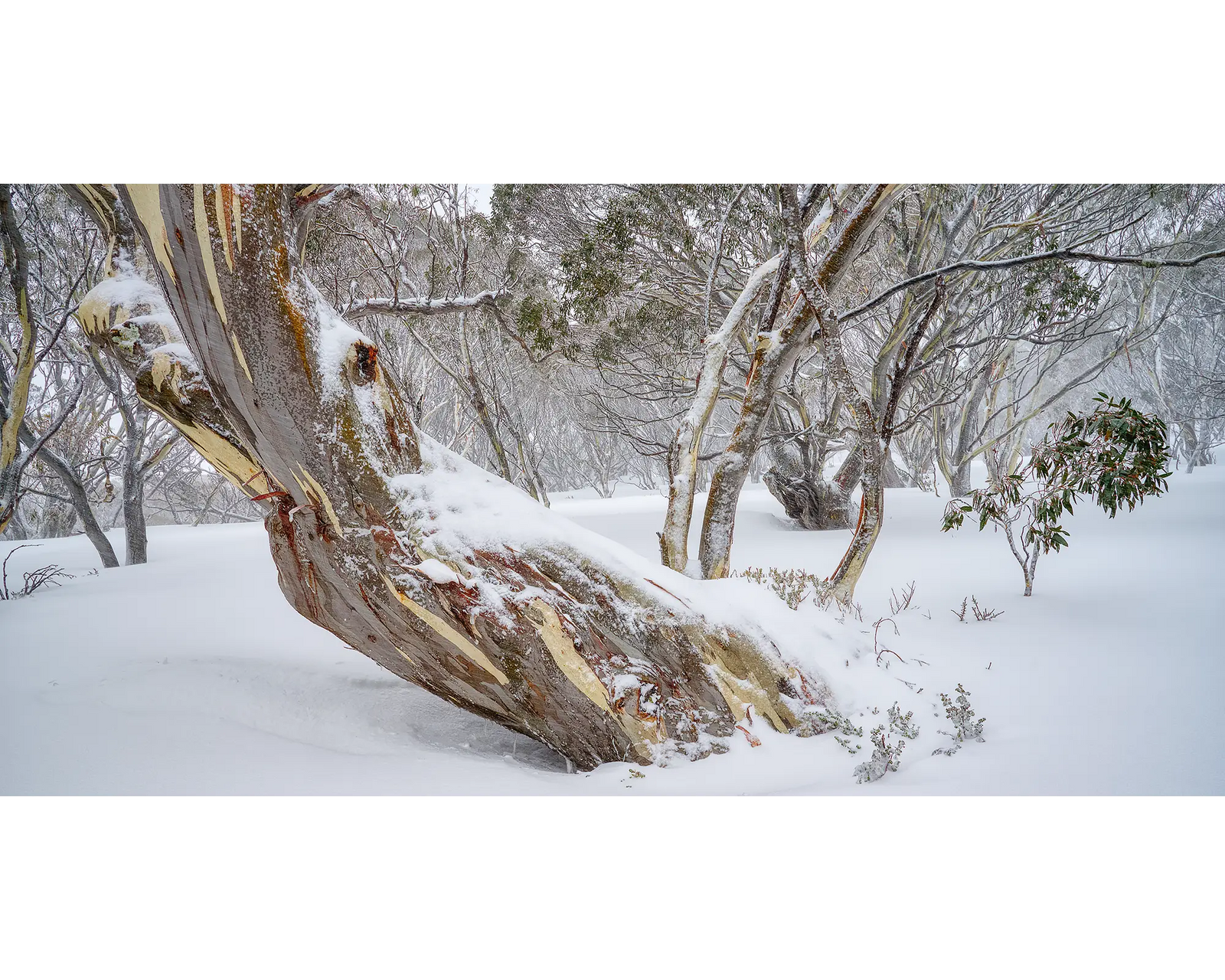 Persistence. Ancient snow gum covered in snow, in Kosciuszko National Park.