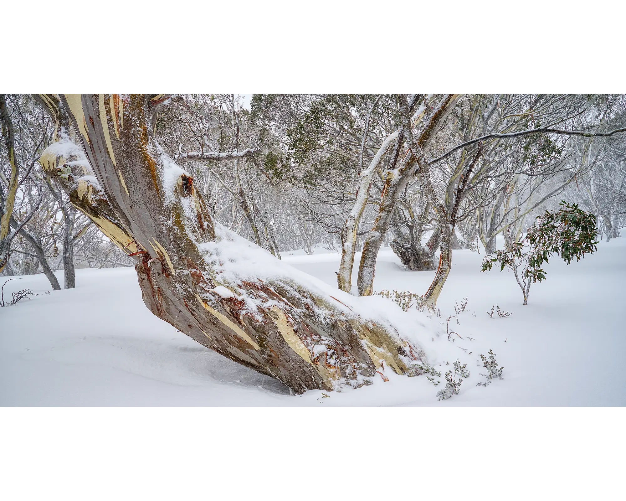 Persistence. Ancient snow gum covered in snow, in Kosciuszko National Park.