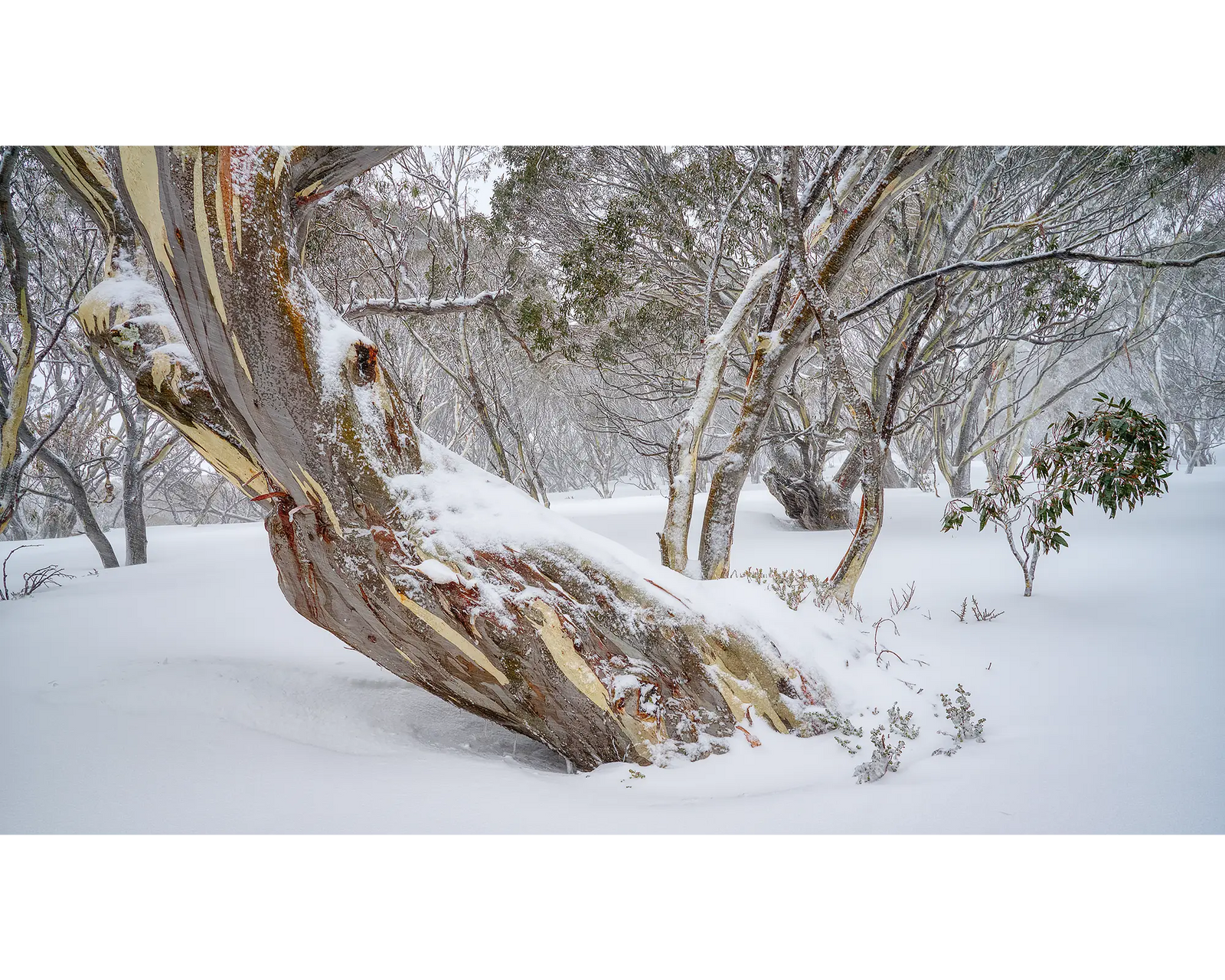 Persistence. Ancient snow gum covered with fresh snow, Kosciuszko National Park.