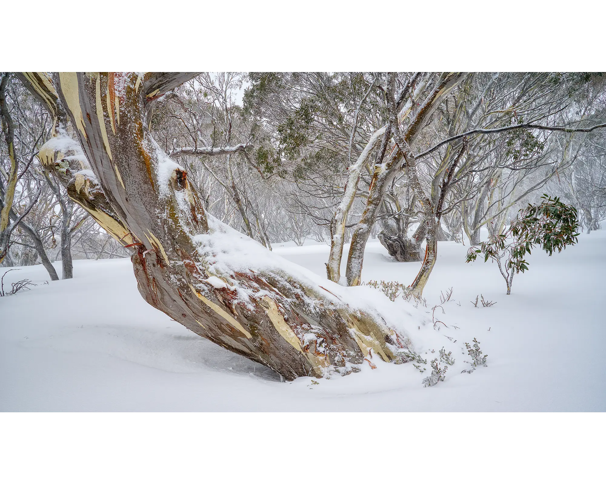 Persistence. Ancient snow gum covered with fresh snow, Kosciuszko National Park.