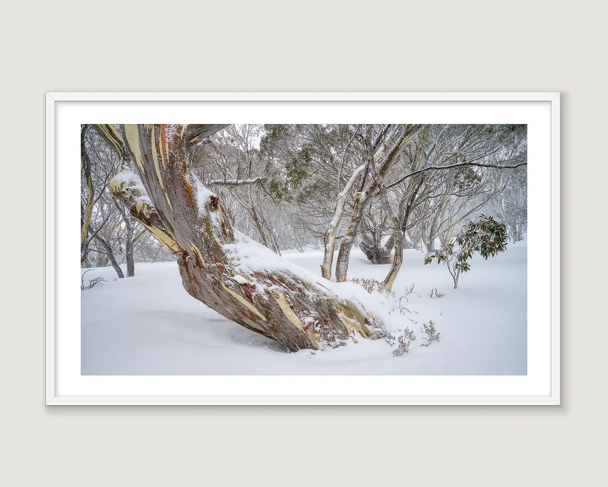 Framed photograph of a snow gum in snow with a forest.