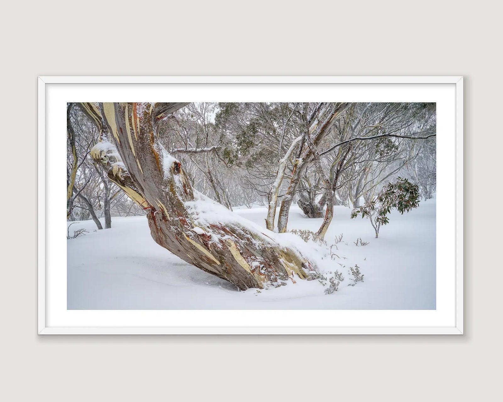 Framed photograph of a snow gum in snow with a forest.