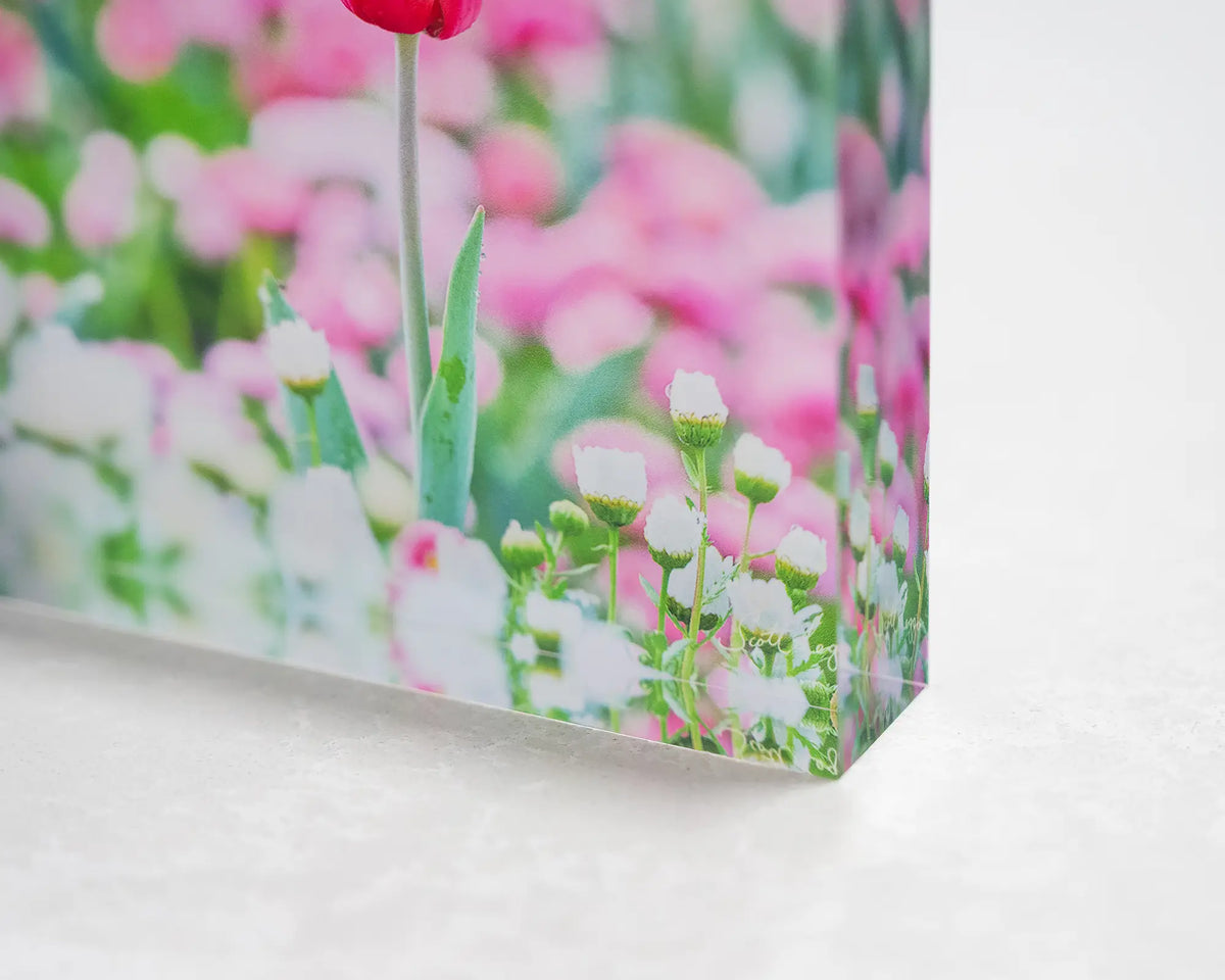 Pretty In Pink. Acrylic block Floriade tulip in Spring, corner close-up details.
