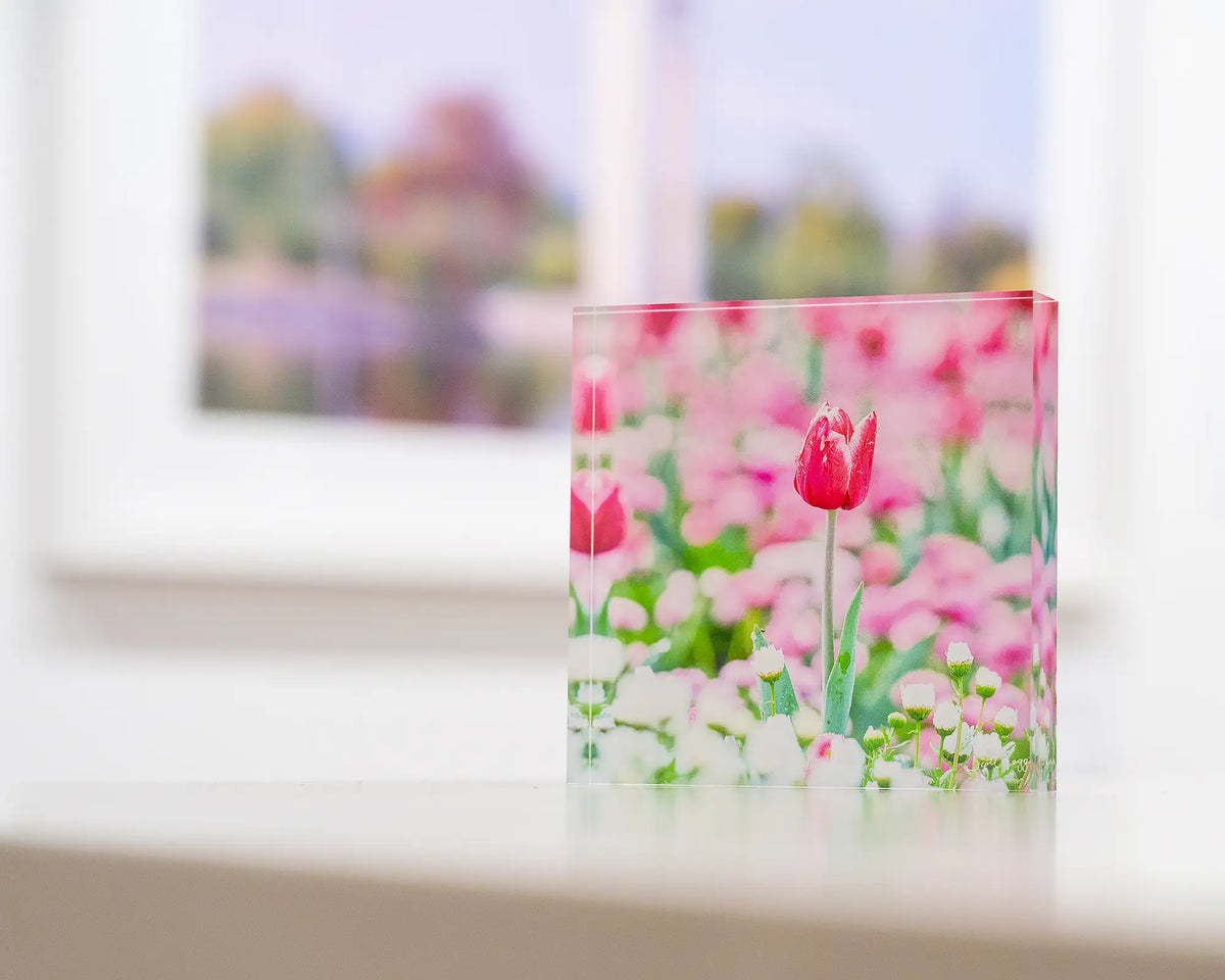 Pretty In Pink. Acrylic block Floriade tulip in Spring, in gallery with Canberra artwork in background.