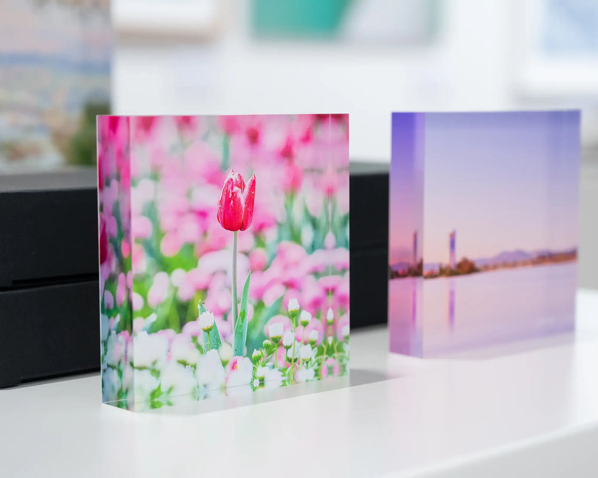 Pretty In Pink. Acrylic block Floriade tulip in Spring, on display with Canberra acrylic blocks.