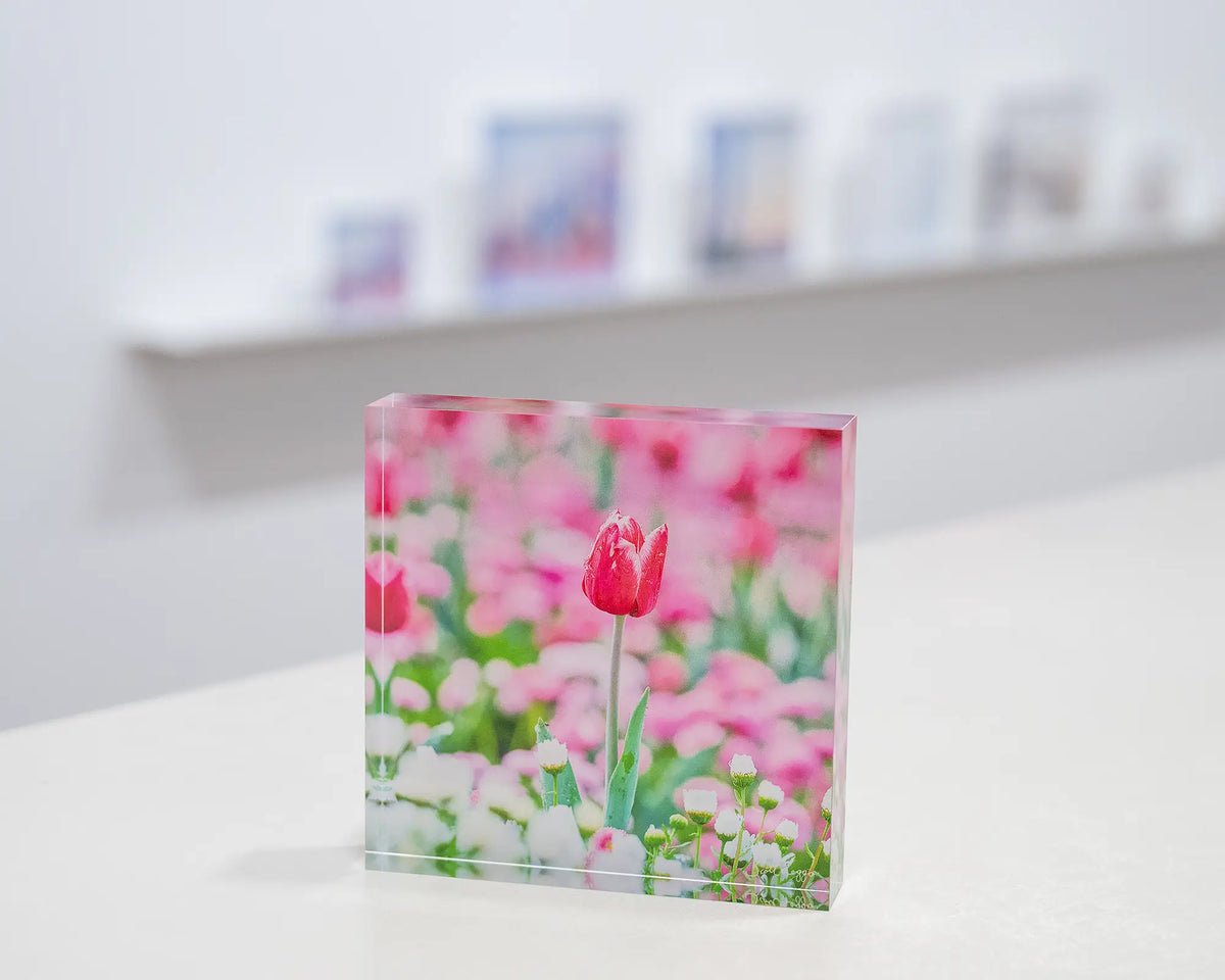 Pretty In Pink. Acrylic block of Floriade tulip in Spring, on gallery desk with acrylic block display shelf behind.