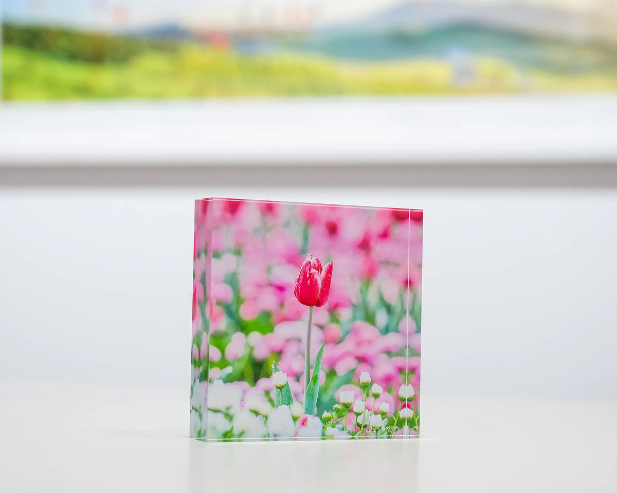Pretty In Pink. Acrylic block of Floriade tulip in Spring, on gallery desk with Canberra artwork in background.