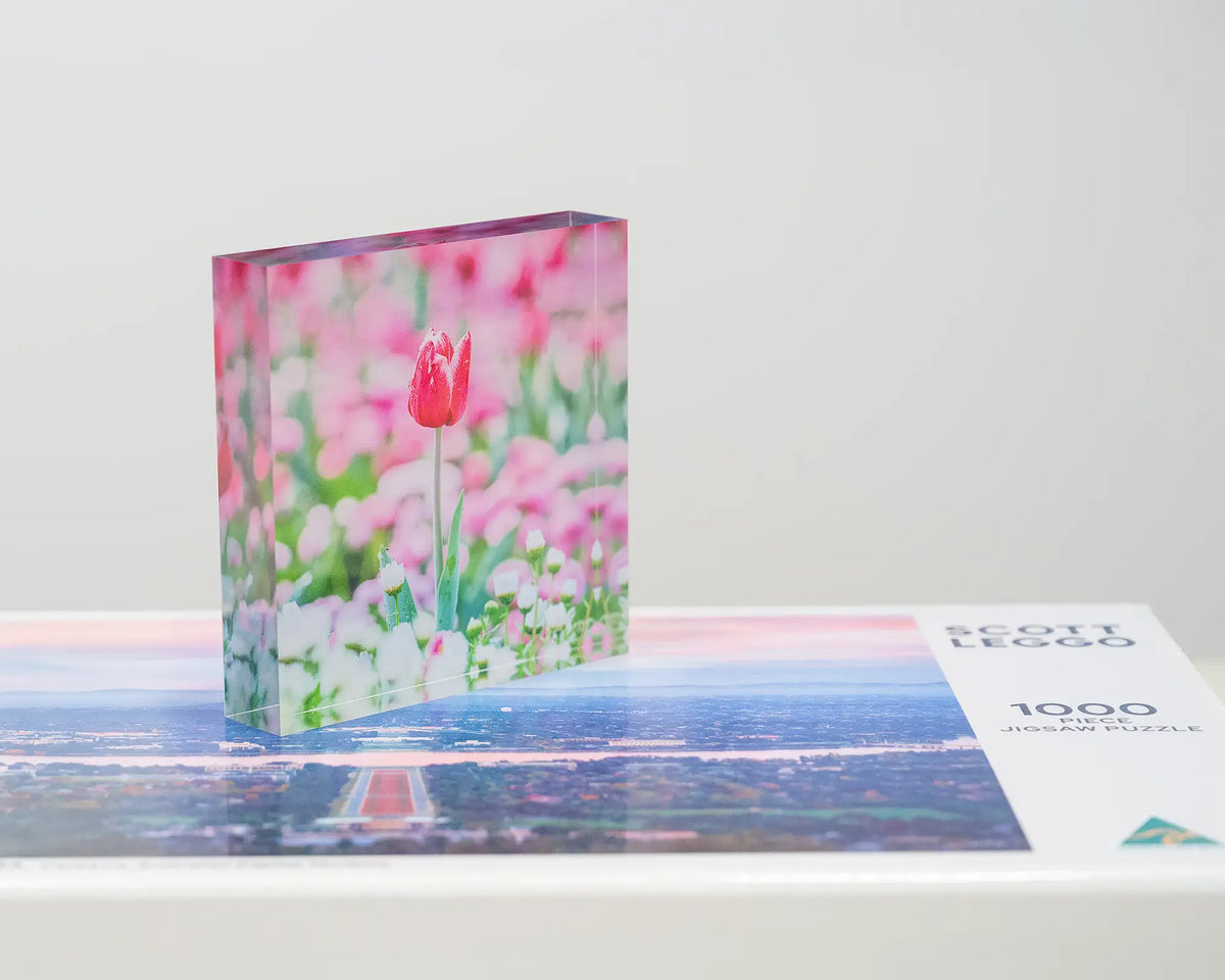 Pretty In Pink. Acrylic block Floriade tulip in Spring, placed on SCOTT LEGGO Canberra jigsaw puzzle.