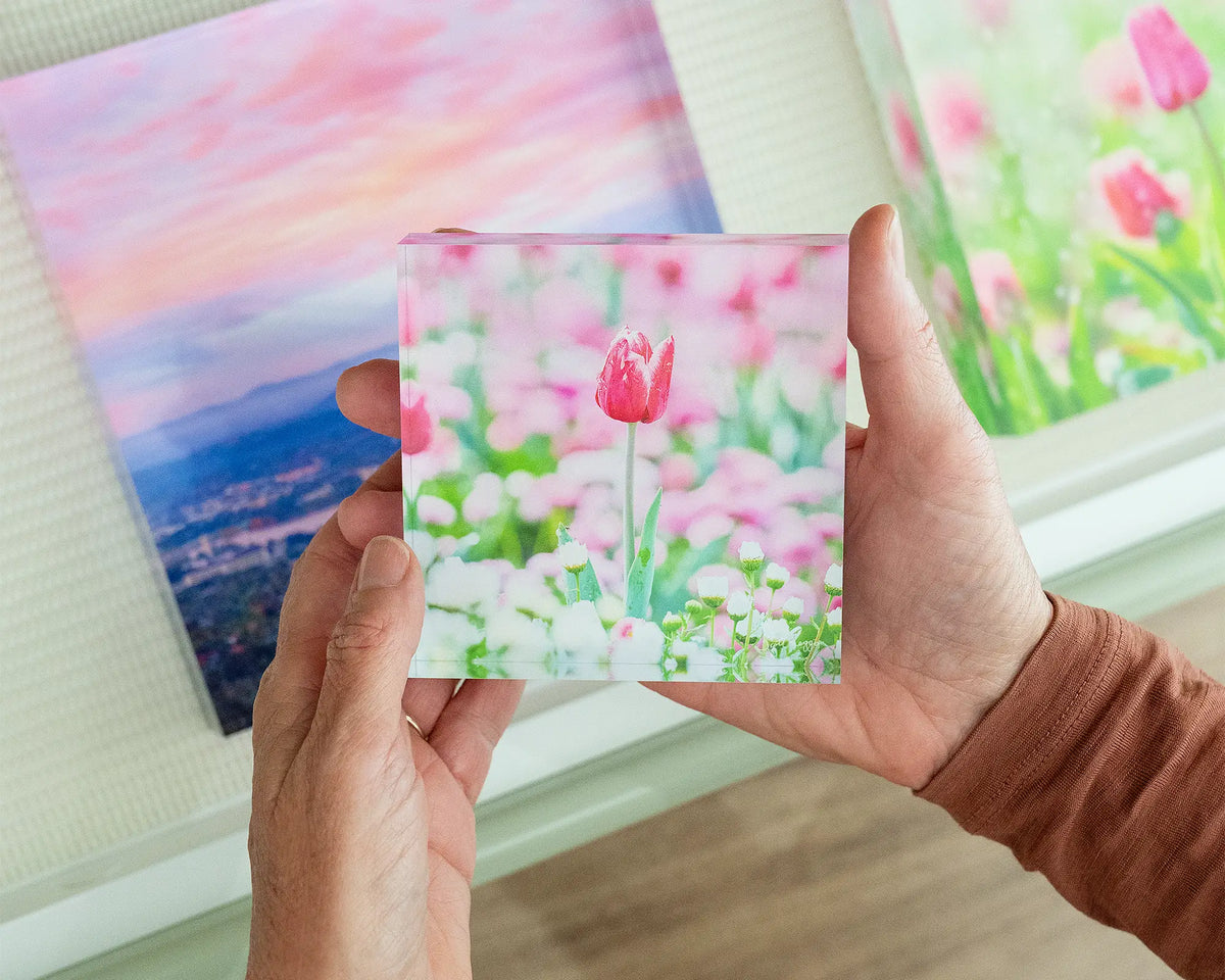 Pretty in Pink. Floriade tulip in Spring, acrylic block, being hand held.