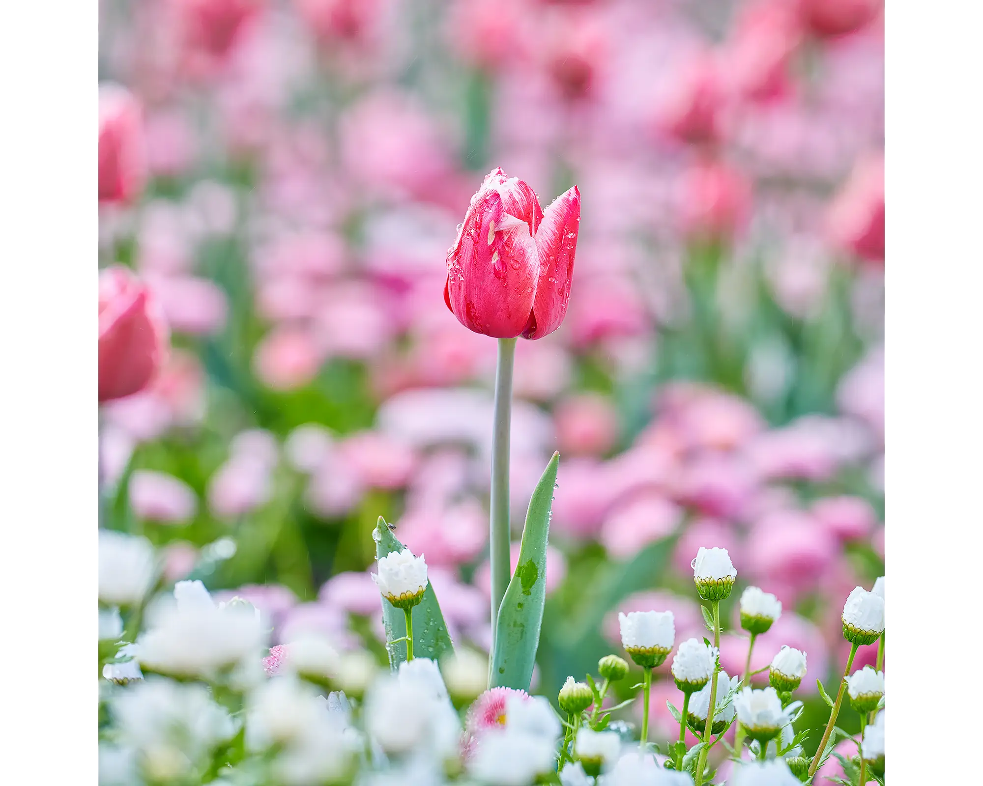 Pretty In Pink. Tulip at Floriade, Canberra.