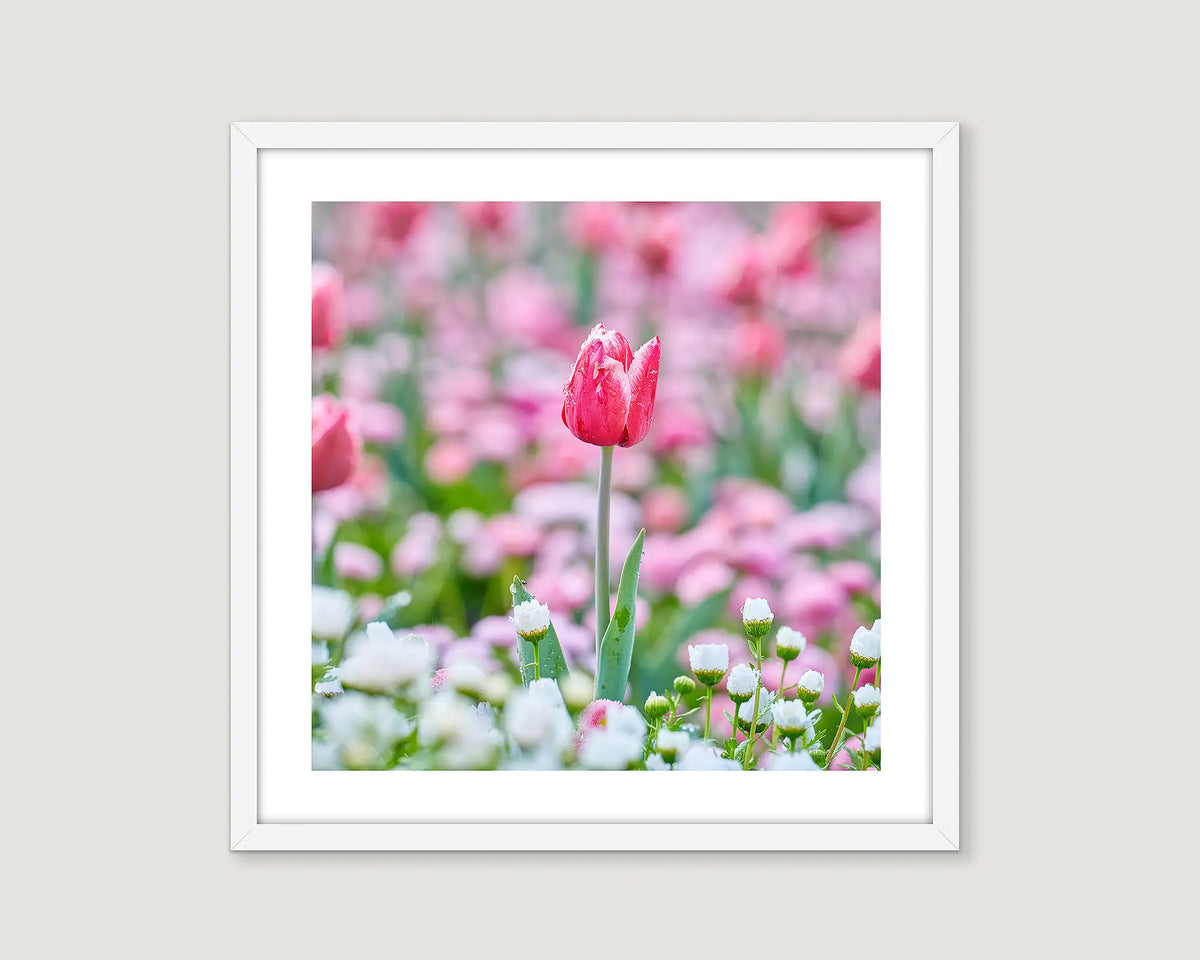Framed photograph of a pink tulip field.