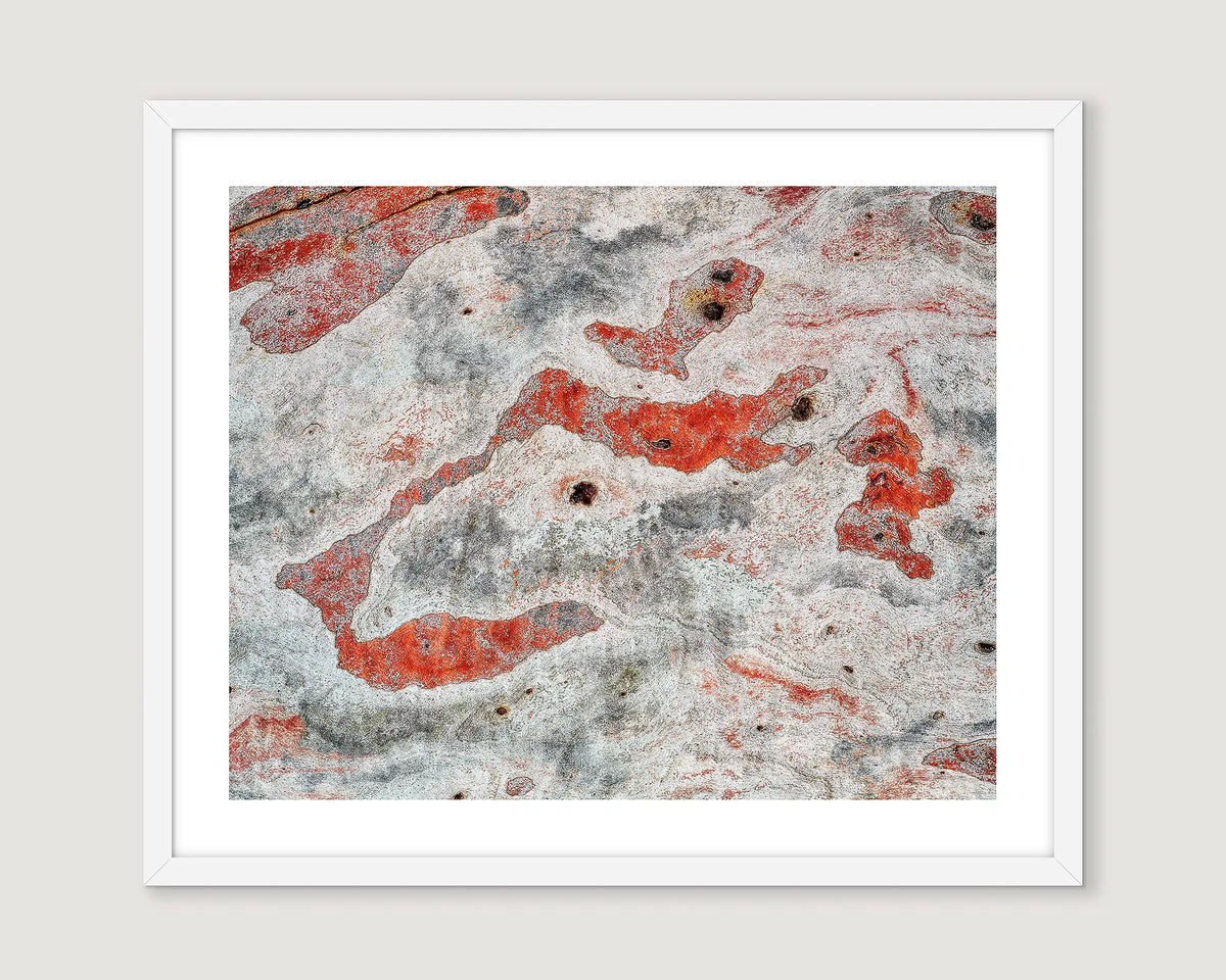 Framed abstract photograph of tree bark with red, grey and white colours.