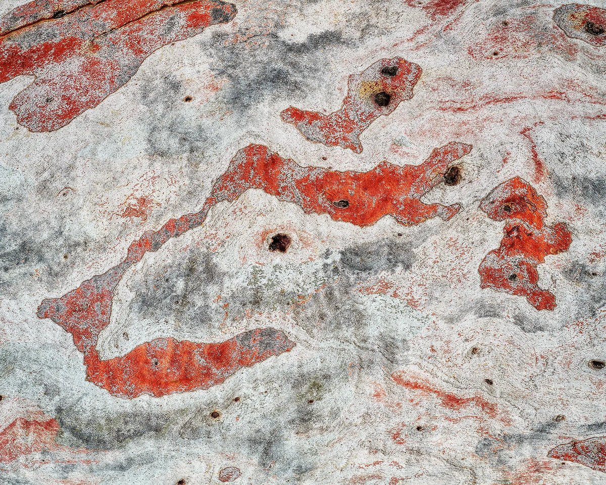 Pursuit - Gum tree bark abstract patterns, Canberra.