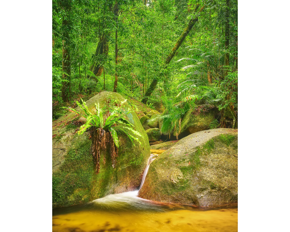 Rainforest Magic. small waterfall at Wurrmbu Creek, Daintree, Queensland, Australia.