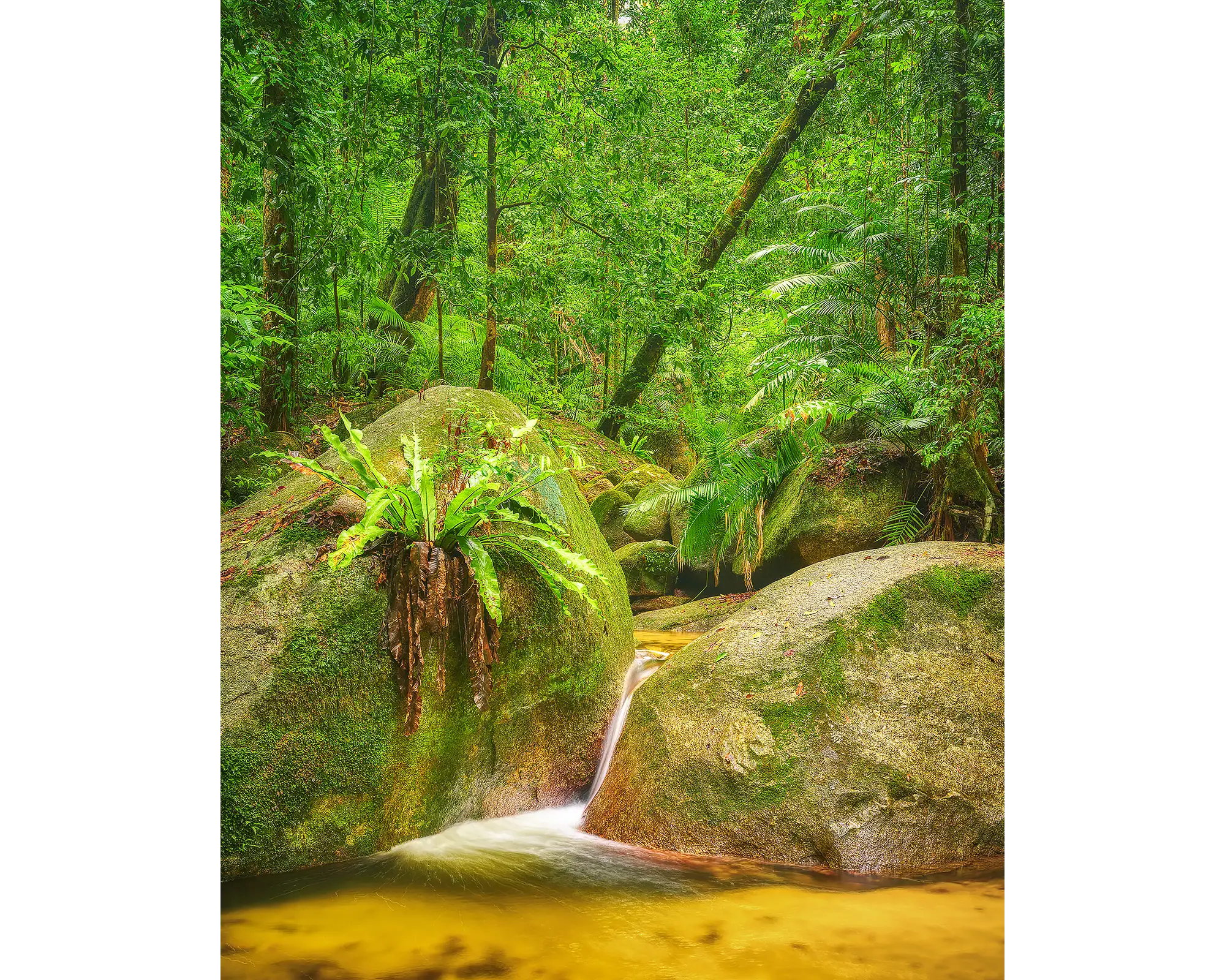 Rainforest Magic. small waterfall at Wurrmbu Creek, Daintree, Queensland, Australia.