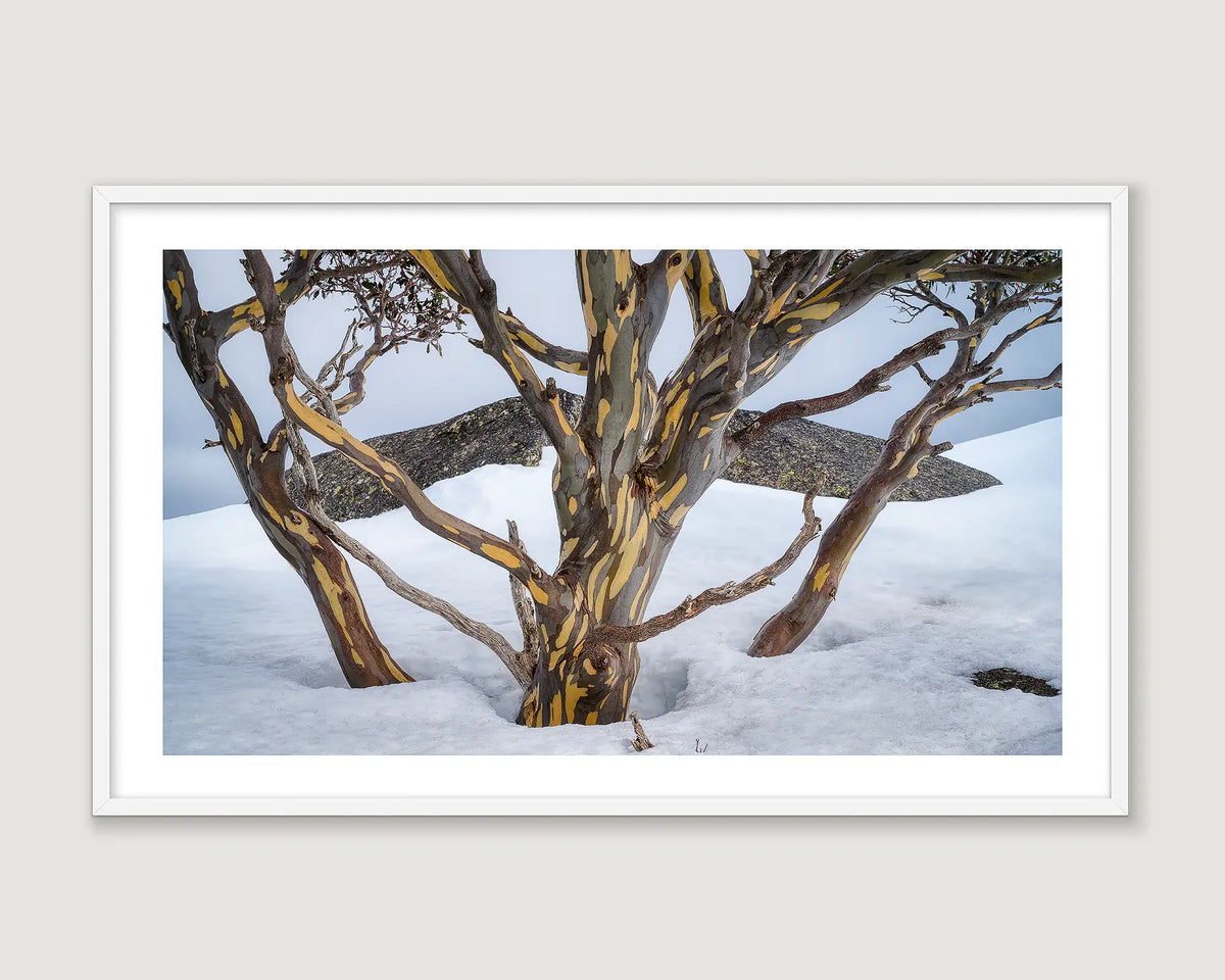 Framed photograph of a snow gum tree in snow with rock behind.
