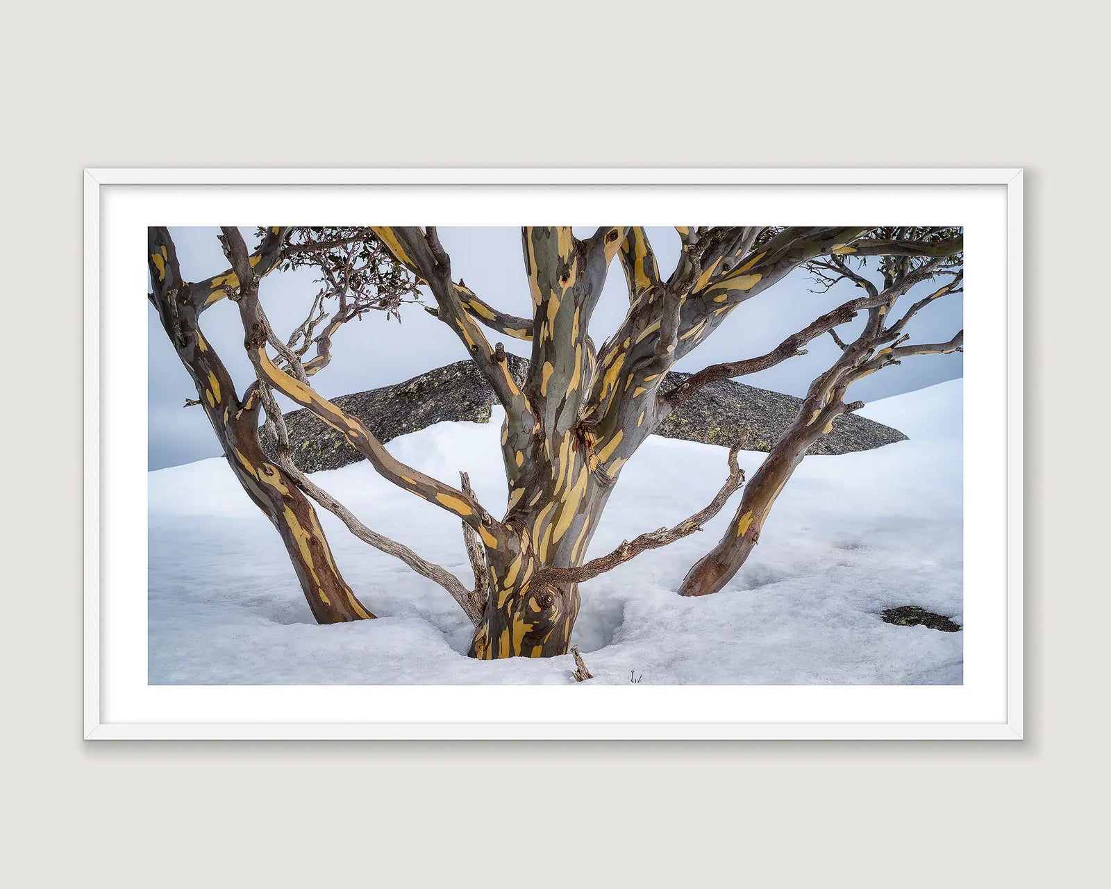 Framed photograph of a snow gum tree in snow with rock behind.